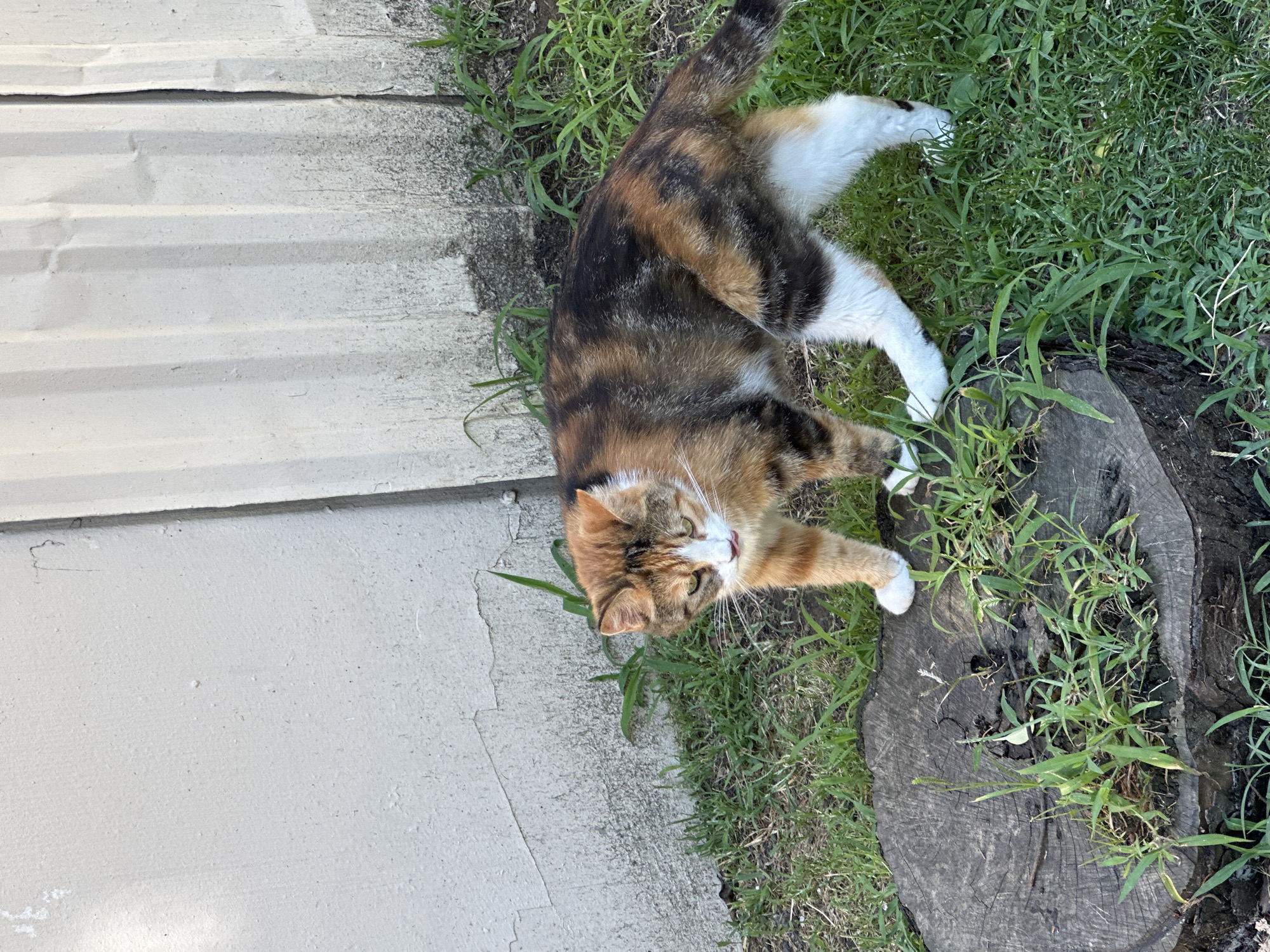 A calico cat stands on a tree stump in a grassy area next to a corrugated metal wall. The cat is predominantly orange, black, and white. It has its tongue slightly out, and its eyes are partially closed. The tree stump is rough and weathered, with green grass growing out of cracks in its surface. The corrugated wall is painted a light color and appears to be somewhat weathered and dirty at the bottom. The scene is outdoors, with daylight illumination casting shadows. The location is not specified to be in Sochi, Russia.