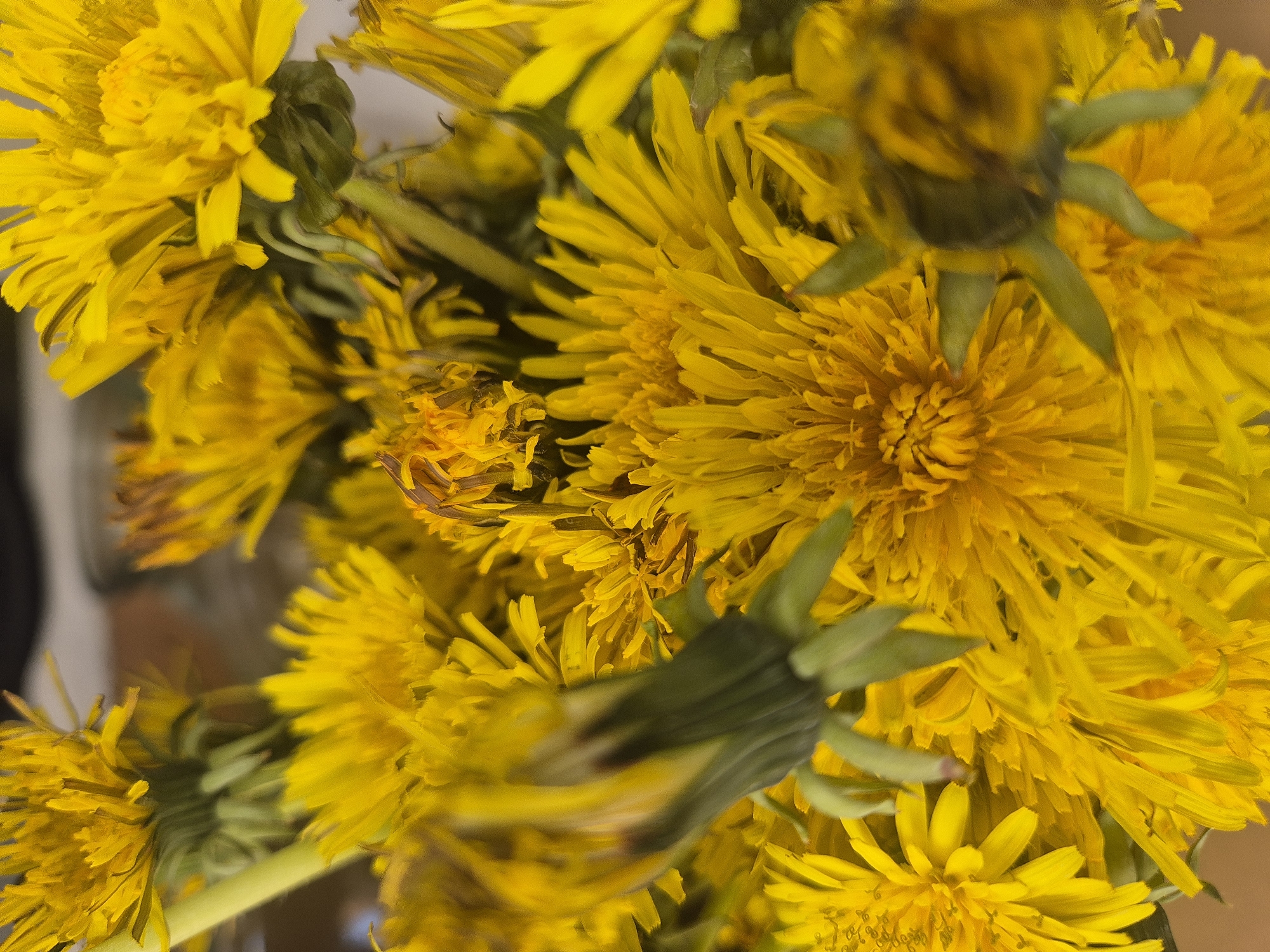 The image shows a close-up view of a bunch of dandelions. The flowers are predominantly yellow, with some showing hints of browning. The green sepals are visible beneath the flower heads. The environment appears to be indoors due to the neutral-colored background. There is no indication of the location being Yevpatoriya, Ukraine or any specific city, people, actions or interactions.