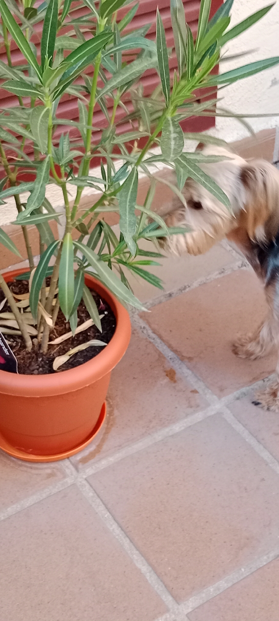 A Yorkshire Terrier sniffs the leaves of a potted plant outdoors, on a patio with terracotta tiles. The dog, with its distinctive tan and black fur, is positioned to the right of the frame, its head obscured by the foliage. The plant, in a terracotta pot, is lush and green, with long, slender leaves. The background shows a muted, textured wall. The scene suggests a warm day in a residential outdoor space, possibly a garden or balcony. The location is identified as Galapagar, Spain.