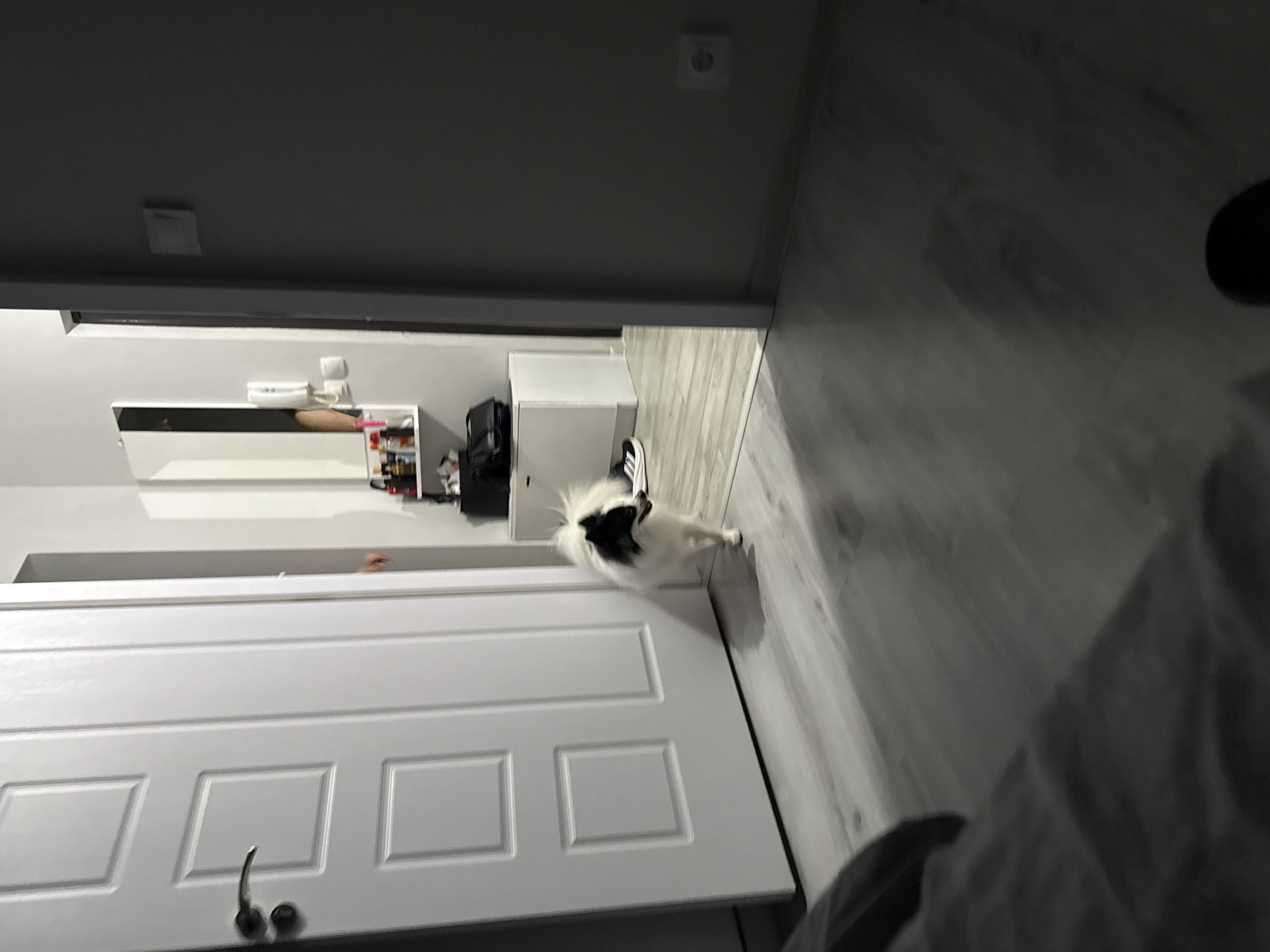 The image depicts an indoor scene, likely a hallway or entrance area of a residential apartment, possibly in Stara Zagora, Bulgaria. A white door, slightly ajar, is prominent on the left side of the frame, revealing a section of a light-colored wall and a small, fluffy black and white dog walking on a light gray wooden floor. The dog is facing right, with its mouth slightly open.
Beyond the dog and the open doorway, a narrow hallway is visible. On the right side of the hallway is a dark gray wall with a white electrical outlet. To the left, there is a white furniture unit with a shelf above it. This shelf holds various items, including bottles and what appear to be toiletries or decorative objects. A vertical mirror is mounted on the wall above the shelf. A black bag and a pair of athletic shoes are placed on the floor near the white furniture unit. The overall lighting is dim, with shadows casting across the floor. The foreground is dominated by the blurred texture of a dark fabric, suggesting a bed or sofa.