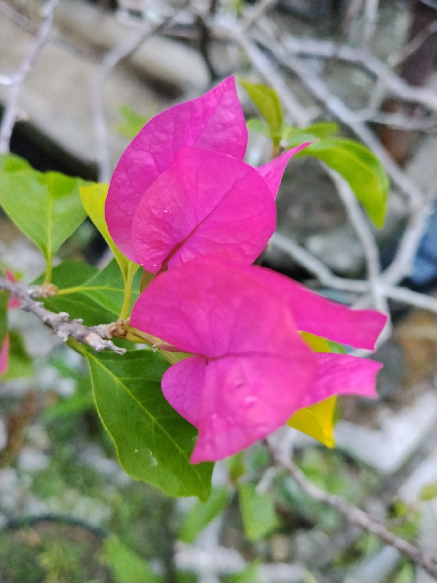 The image shows a close-up view of pink bougainvillea flowers and green leaves. The flowers are a vibrant pink color, and the leaves are a bright green. The background is blurred, but it appears to be a garden or park setting. The image was taken in Lhokseumawe, Indonesia.