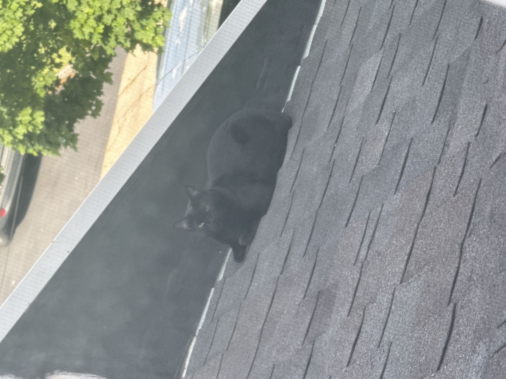 A black cat is sitting on a gray, shingled roof. A portion of a leafy green tree is visible in the background to the left, along with a building and a road with a parked car. The scene appears to be in an urban setting in the City of New Rochelle, United States of America.