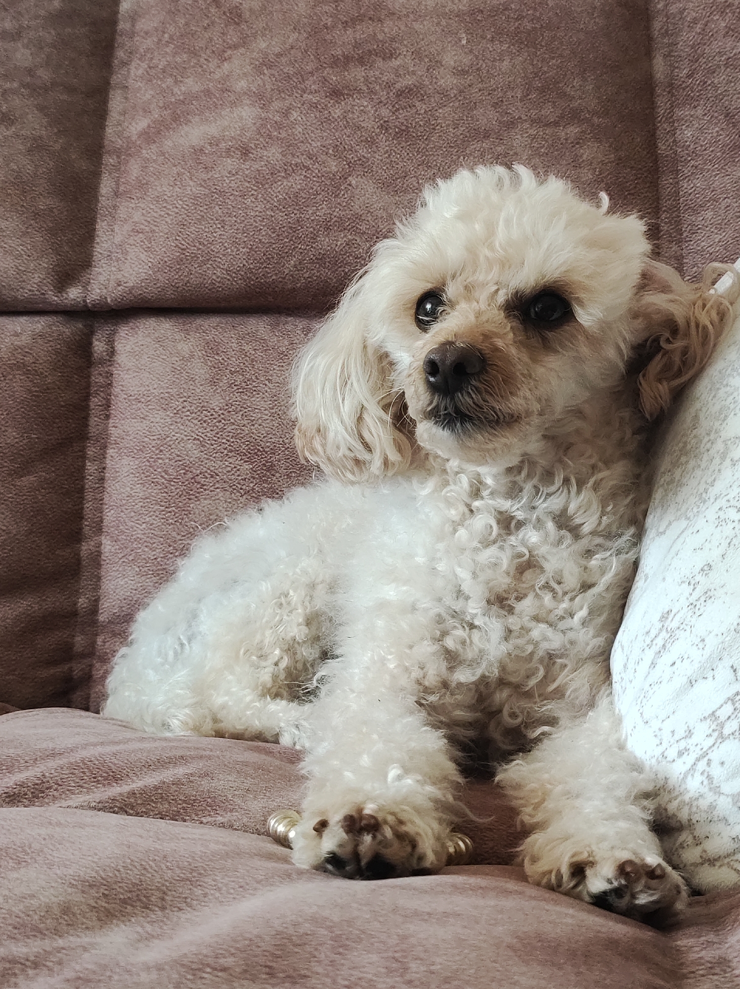 An adult, light-colored poodle with curly fur is lying on a tufted rose-colored sofa next to a white pillow with a grey abstract pattern. The dog is positioned facing left with its head slightly turned towards the viewer. Its paws are resting on the sofa, and one paw has a small, metallic ring on it. The background consists of the textured fabric of the sofa. The setting appears to be an indoor residential environment. There is no information in the image to suggest a location in Chaikovsky, Russia.