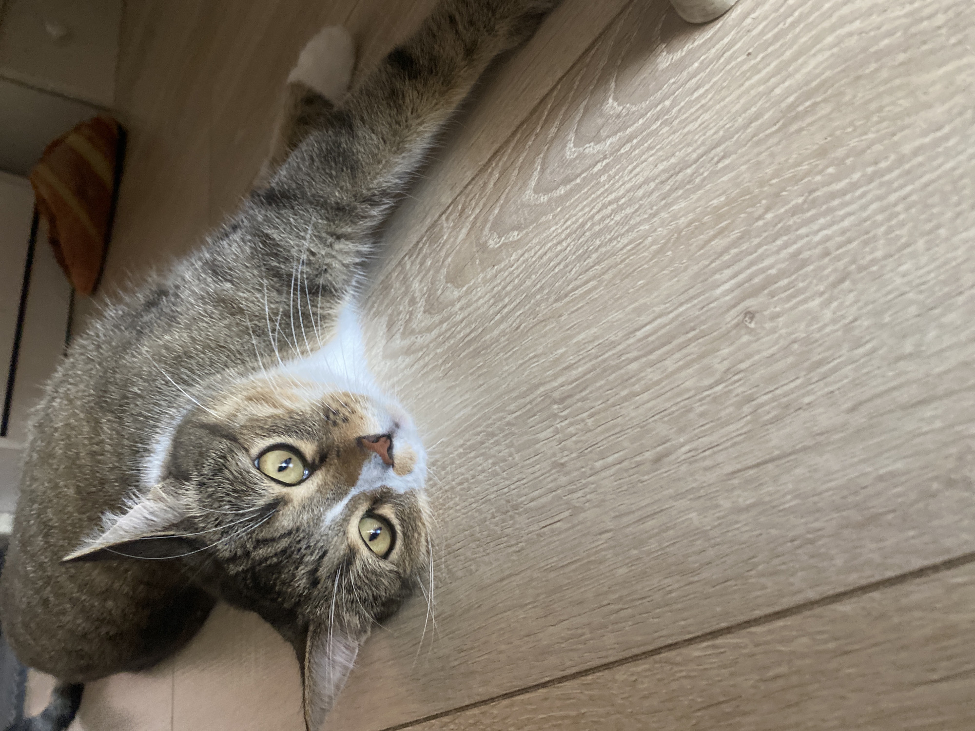 A tabby cat is lying on a wooden floor in an indoor environment. The cat is stretched out, with its head resting on the floor and its body extending away from the camera. Its eyes are open and looking towards the camera. The floor appears to be made of laminate or wood planks. In the background, out of focus, is a shelf or piece of furniture and what appears to be a food or toy item with orange and yellow stripes. There is no indication of the specific location in Novokuybyshevsk, Russia.