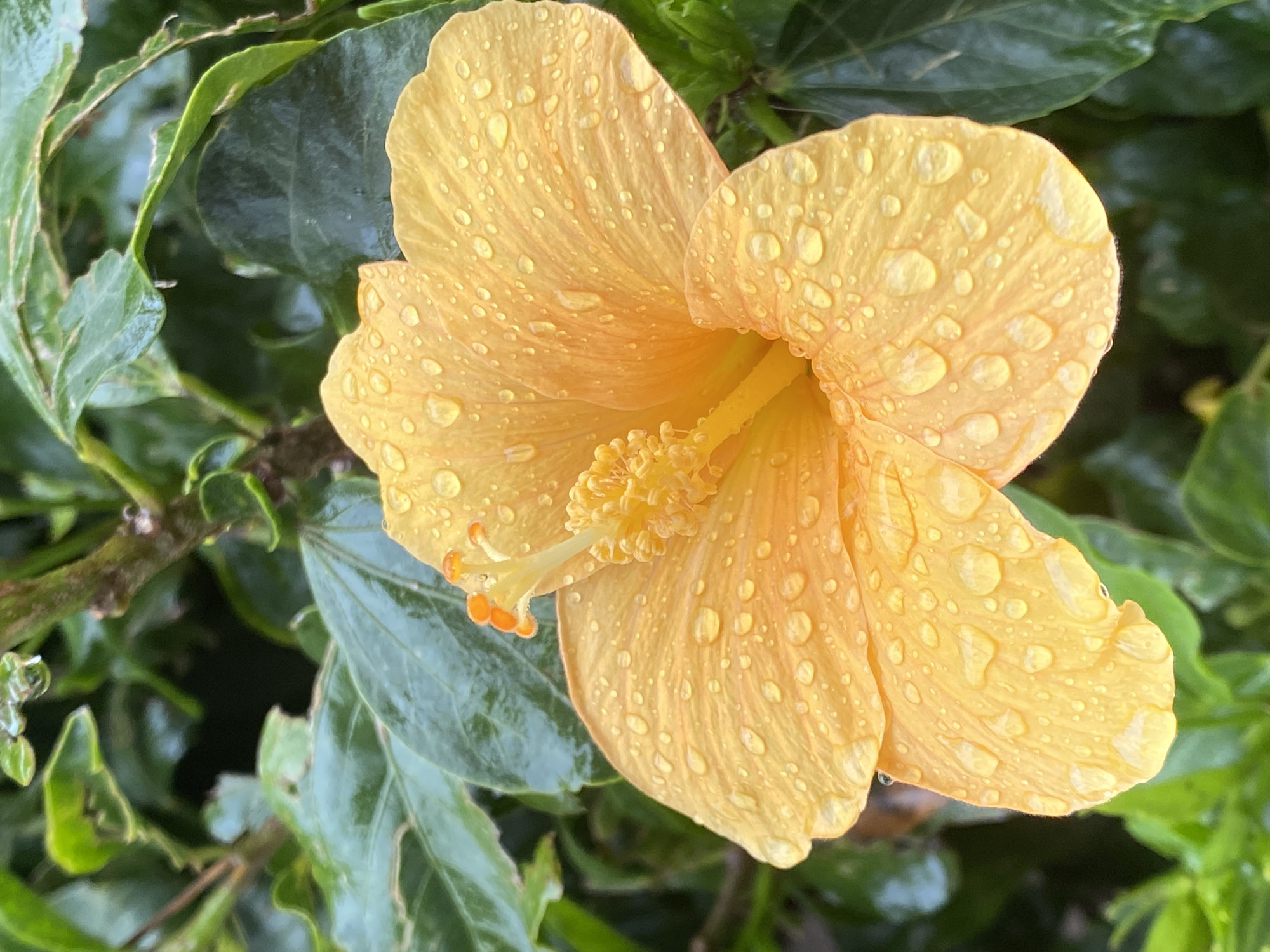 The image depicts a close-up of a yellow hibiscus flower with water droplets on its petals, surrounded by green leaves. The flower is in full bloom, with a prominent stamen. The leaves are a darker green, some with a glossy sheen. The environment appears to be a garden or natural setting. While the city of Alanya, Turkey, is mentioned, there is nothing in the image itself to confirm or deny this location.