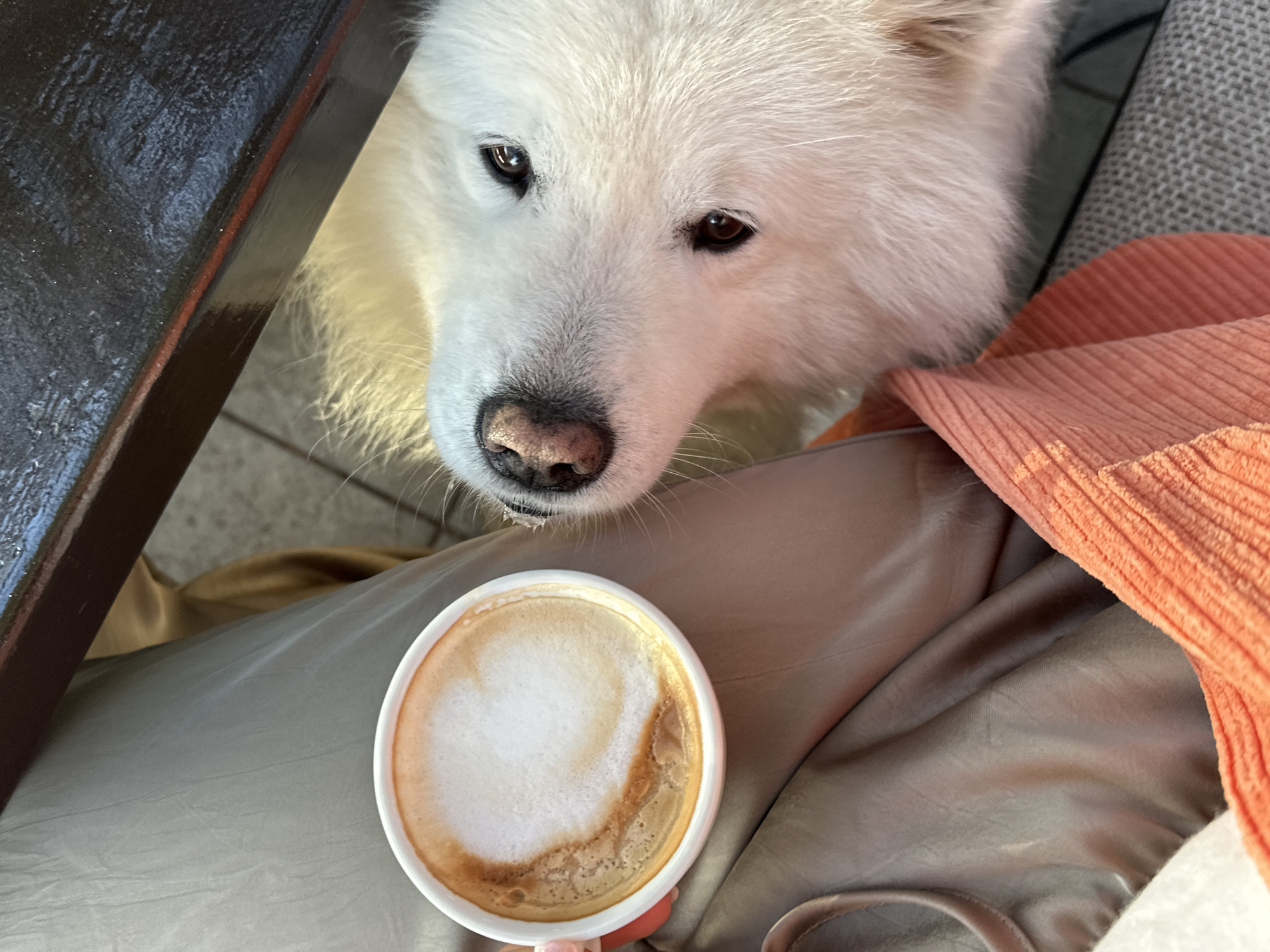 A medium shot captures a white Samoyed dog peering over the edge of a dark table towards a cup of coffee. The coffee cup, placed on a person's lap covered in grey silky fabric and a peach corduroy material, is filled with a foamy latte. The dog's nose is close to the cup, suggesting curiosity. The background shows a tiled floor and part of a grey couch. The location is Šušanj, Montenegro.