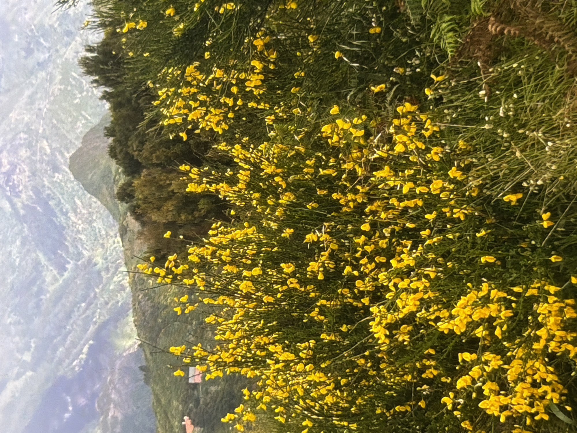 The image shows a close-up of a bush with vibrant yellow flowers in the foreground. The flowers are small and numerous, densely clustered on thin, green stems. Behind the flowering bush, a lush green landscape unfolds, with rolling hills and a valley. The background is slightly out of focus, creating a sense of depth and emphasizing the vibrant colors of the flowers.
The lighting suggests it might be daytime, possibly late afternoon given the warm tones and shadows. The sky is not visible, but the overall atmosphere is serene and natural. The scene appears to be in a rural or mountainous area, with hints of human habitation in the distance, such as a small red-roofed building peeking through the foliage. There are no visible people or animals in the image. The image is captured in a portrait orientation, with the flowering bush dominating the right side of the frame and the landscape filling the left. The texture of the leaves and flowers is detailed, with individual petals and small white blossoms scattered among the yellow ones.