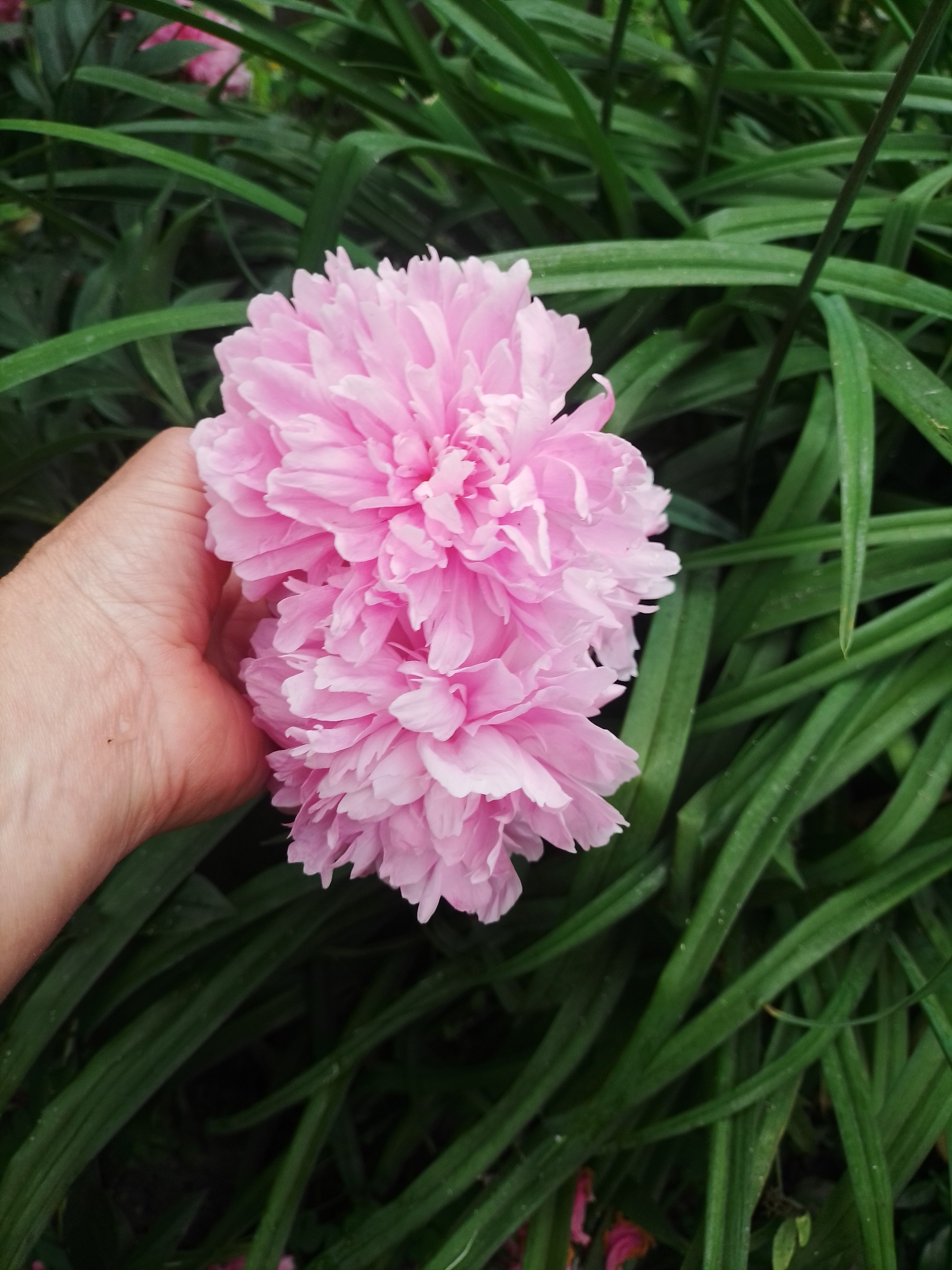 A person's hand is holding two large, fluffy pink peonies against a backdrop of lush green foliage in Ustyvytsia, Ukraine. The peonies are fully bloomed, with multiple layers of delicate petals that are slightly ruffled. The hand, with visible skin texture and veins, is positioned to the left of the flowers, providing a sense of scale. The background consists of long, slender green leaves, some appearing slightly damp, suggesting a garden setting after rain. The lighting is soft, highlighting the vibrant colors of the flowers and the natural textures of the plants and hand.
