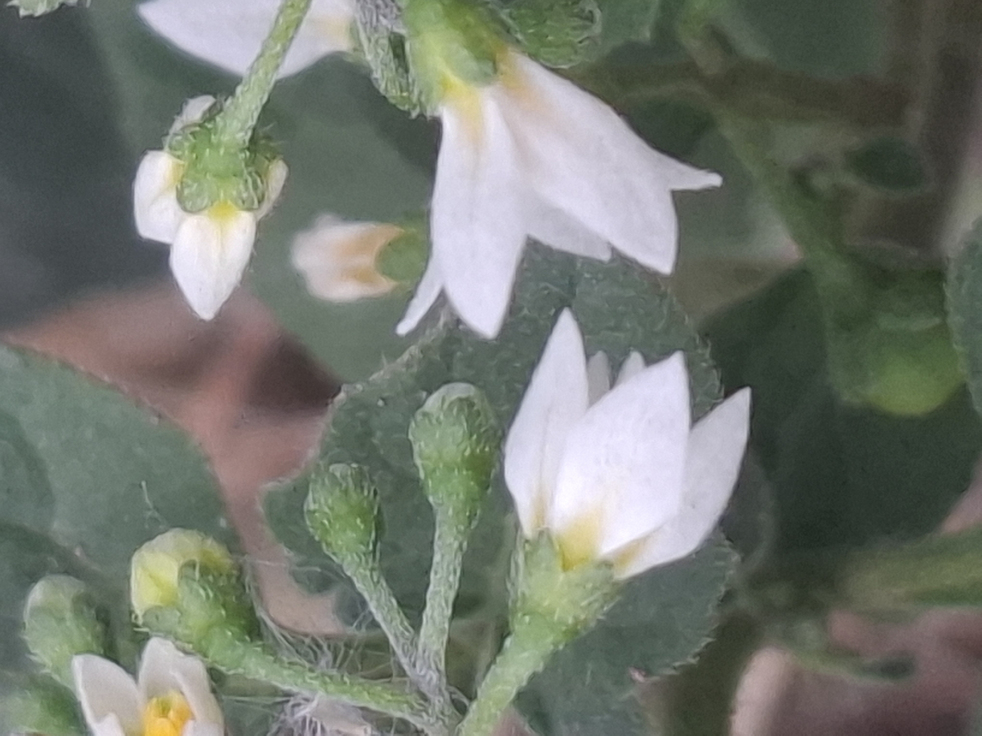 A close-up, vertical, outdoor photograph shows a cluster of small white flowers with yellow centers, along with green buds, on a plant. The flowers are delicate, with pointed petals, and appear to be in various stages of bloom. The buds are tightly closed and have a textured, green surface. The plant's leaves are visible in the background, appearing slightly out of focus and a deep green color. The lighting is natural and diffused, suggesting it was taken during the daytime. The overall impression is one of a natural, botanical scene, possibly in a garden or park setting. There is no identifiable location in Almaty, Kazakhstan, or any indication of human presence or activity.