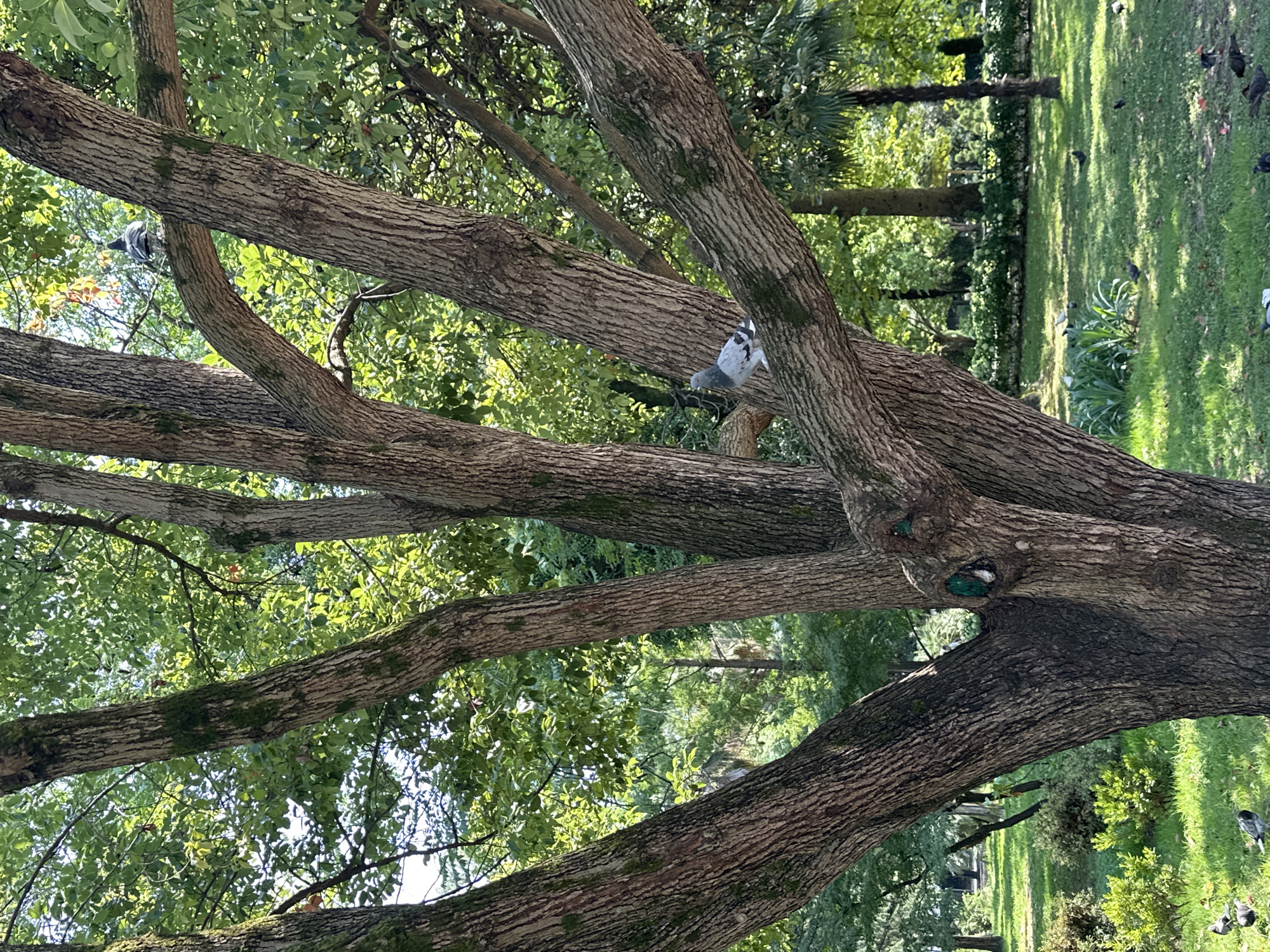 In Sochi, Russia, a large tree with a thick, textured trunk dominates the foreground. Its branches spread outwards, some covered in moss, supporting lush green foliage that filters the sunlight. Two pigeons are visible in the tree: one perches higher up on a branch, facing away from the camera, while another, a gray and white pigeon, is positioned lower down on a thicker branch, facing towards the left.
The background reveals a well-maintained park setting. A manicured lawn stretches out, dotted with more pigeons. In the distance, other trees, including palm trees, are visible, along with decorative bushes and what appears to be a low wall or border of white flowers. The scene is bathed in natural daylight, suggesting it is daytime. The overall impression is a peaceful, urban park environment.