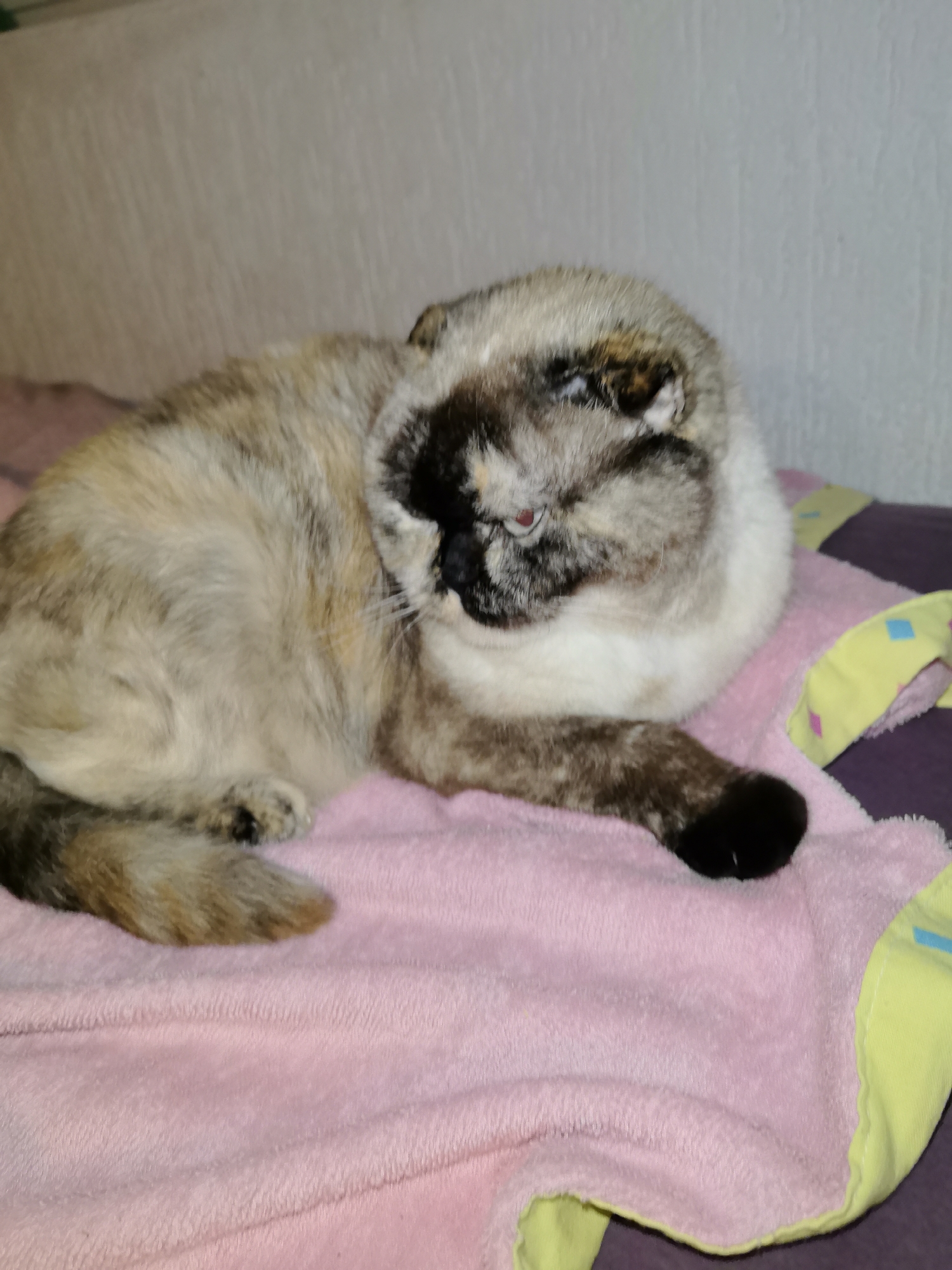 A tortoiseshell Scottish Fold cat is lying on a pink blanket, partially obscured by its own body. The cat's fur displays a mix of cream, brown, and black patches, with a darker mask around its eyes and muzzle. Its ears are folded forward, characteristic of the breed. The cat's left paw, with black paw pads, is extended forward and resting on the blanket. The background features a textured wall and a purple surface with a yellow and green patterned fabric. The image appears to be taken indoors, with soft lighting. There is no discernible location in the city of Sochi, Russia, as no landmarks or specific environmental features are visible to indicate this.