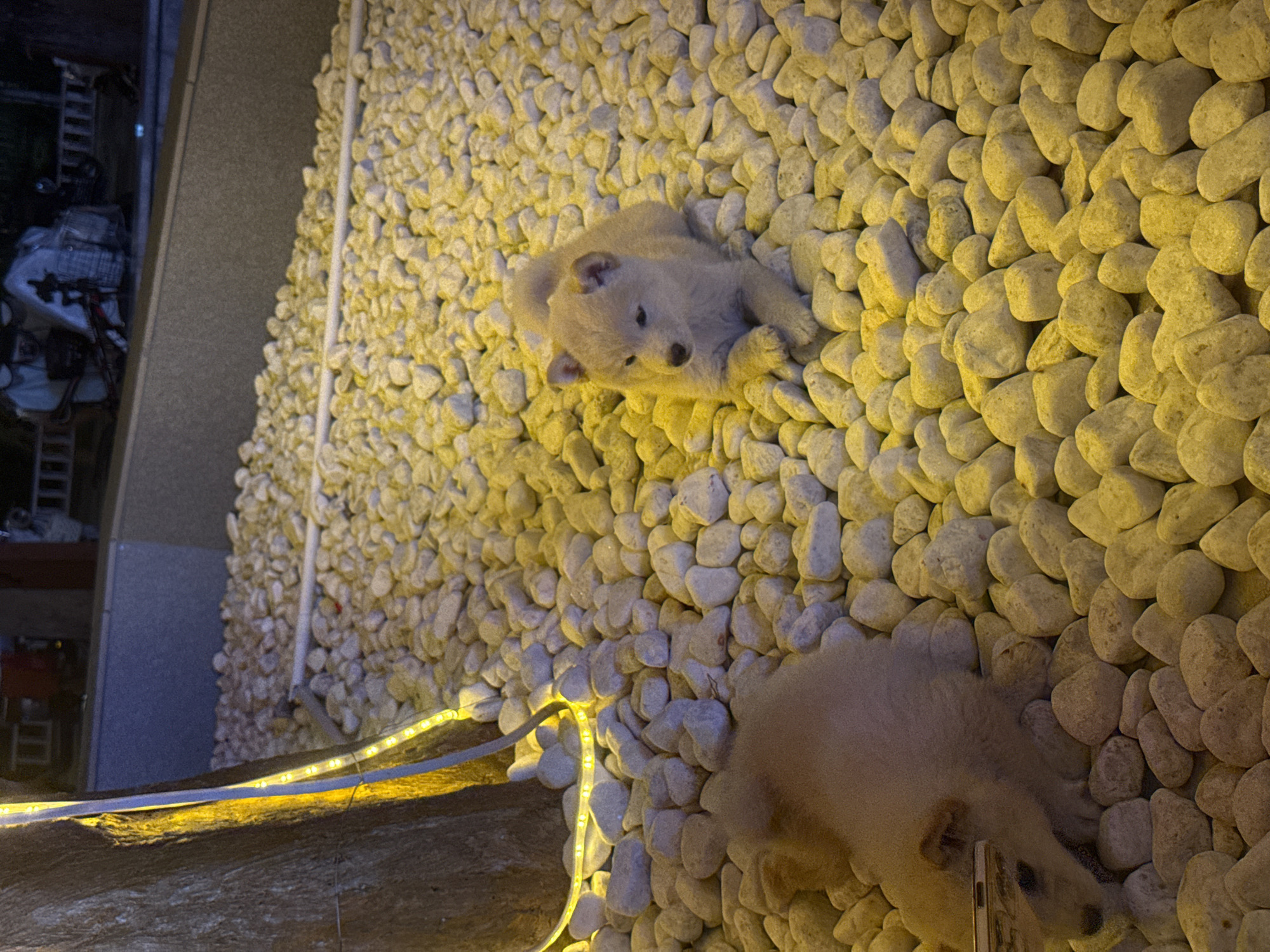 Two young dogs are lying on a bed of white river stones. One dog, a pale tan Shiba Inu puppy, is lying down with its head resting on its paws, looking towards the left. Its fur is fluffy, and its ears are pointed. The other dog, a slightly larger, light tan puppy, is partially visible on the left side of the frame, appearing to be sniffing at something on the ground. It is mostly obscured by its own fur and the stones.
Yellow LED string lights are wrapped around a tree trunk on the left side of the image, casting a warm glow on the scene. The background is dimly lit and shows a low concrete wall, and beyond that, some indistinct structures and railings, possibly part of an outdoor seating area or a park. The overall impression is an outdoor setting at night, illuminated by artificial lights. The presence of the dogs suggests a domestic or pet-friendly environment. No specific landmarks in Qinhuangdao, China are identifiable.