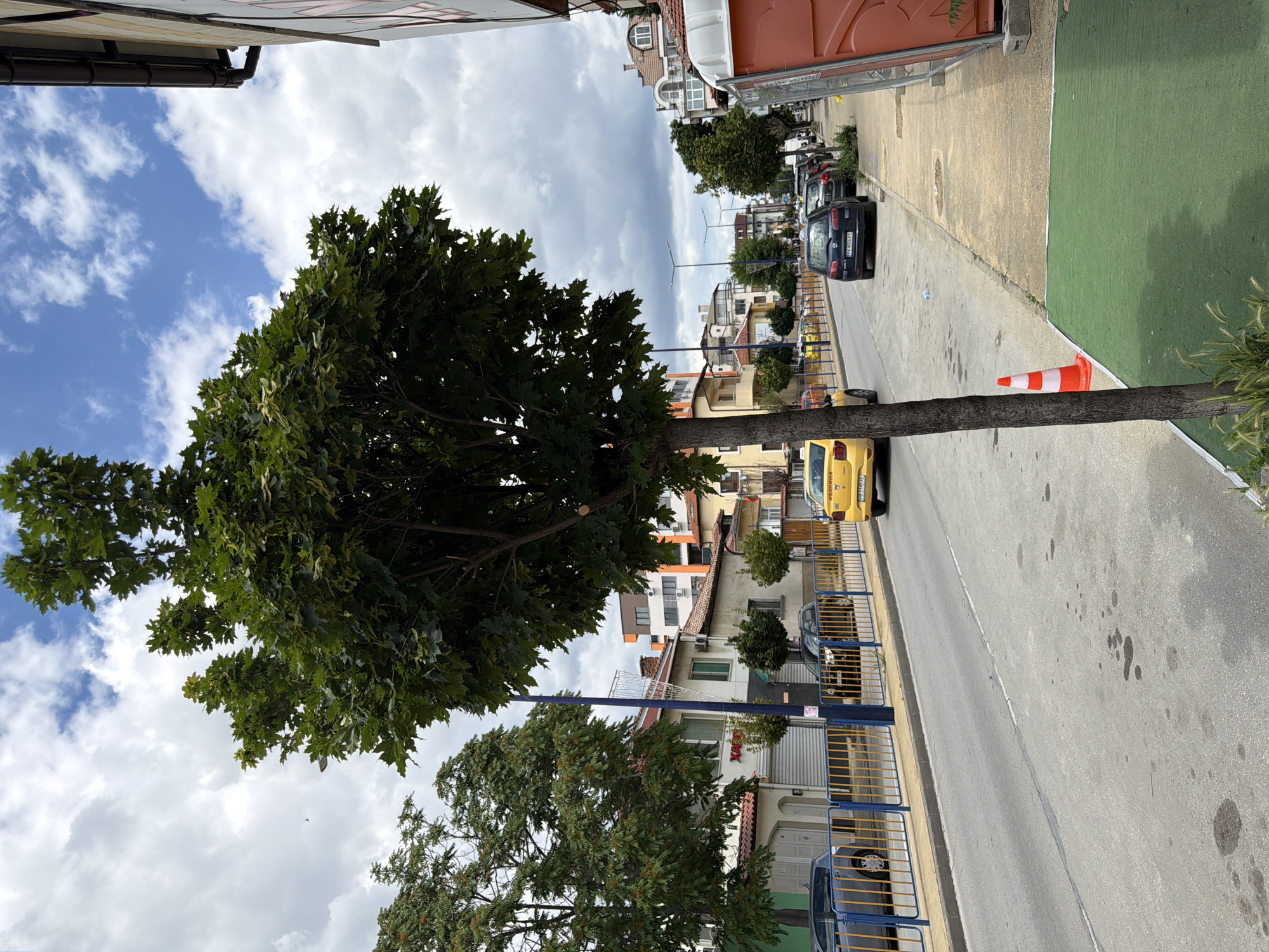 A street scene in Pazardzhik, Bulgaria, under a partly cloudy sky. A mature tree with green foliage stands prominently in the foreground, positioned on the sidewalk next to a road. The road is paved and has tire marks and oil stains. Several cars are parked along the side of the road and are driving on it. On the left side of the road, there are buildings with residential and commercial establishments. On the right side, there is a sidewalk, a portable toilet, and a green mat. A traffic cone is placed on the side of the road. The overall scene depicts a typical urban environment in Pazardzhik.