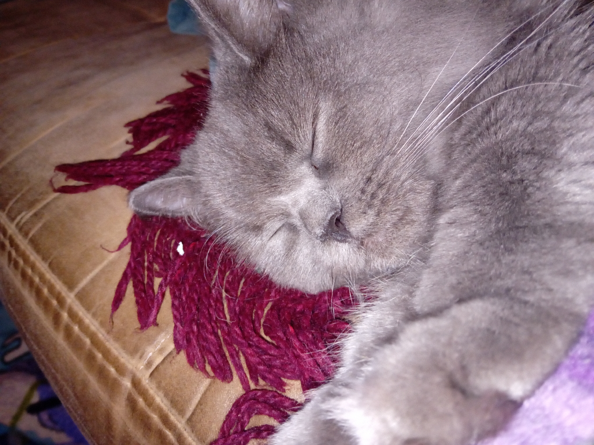 A close-up, eye-level shot shows a sleeping gray cat resting on a textured, beige surface, possibly a cushion or a piece of furniture. The cat's eyes are closed, and its face is partially obscured by its fur. A dark red, fringed textile is visible beneath the cat. The background is blurred, but hints of wooden texture and blue fabric can be discerned. No specific location in Chuhuiv, Ukraine, can be identified from the image.