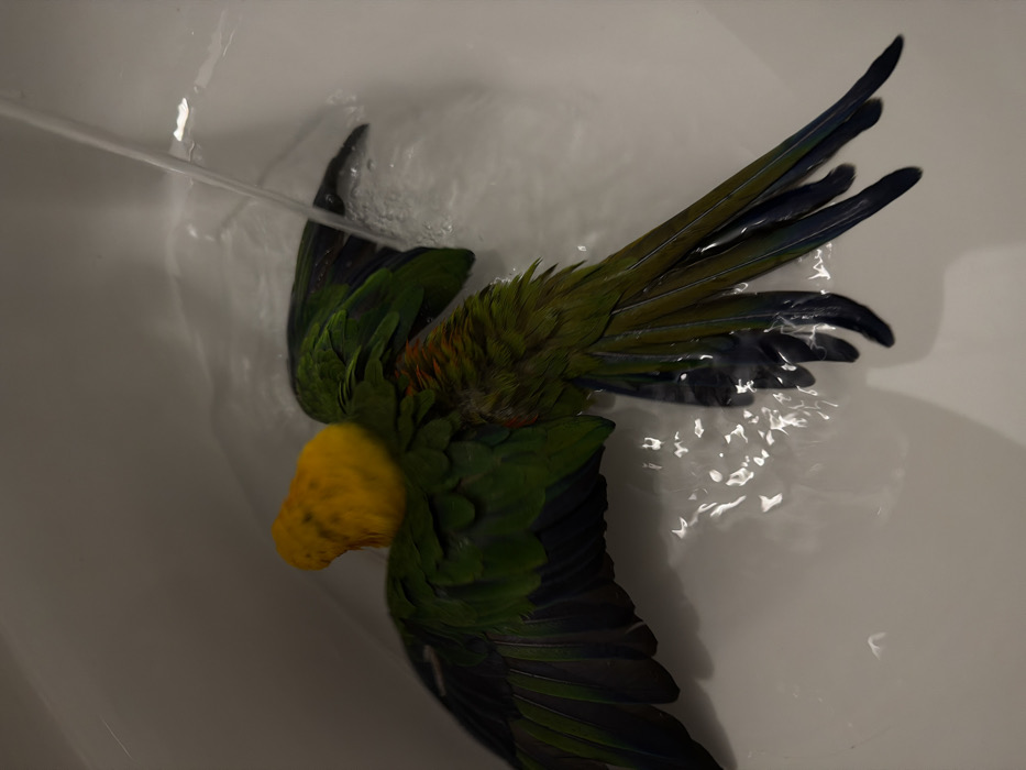 A green and yellow parrot lies in a bathtub under a stream of water. The parrot is on its back with its wings outstretched, showing black and green feathers. Its yellow head is tilted to the side. The bathtub is white, and the water is clear, creating ripples and reflections. The bird appears to be enjoying the bath.