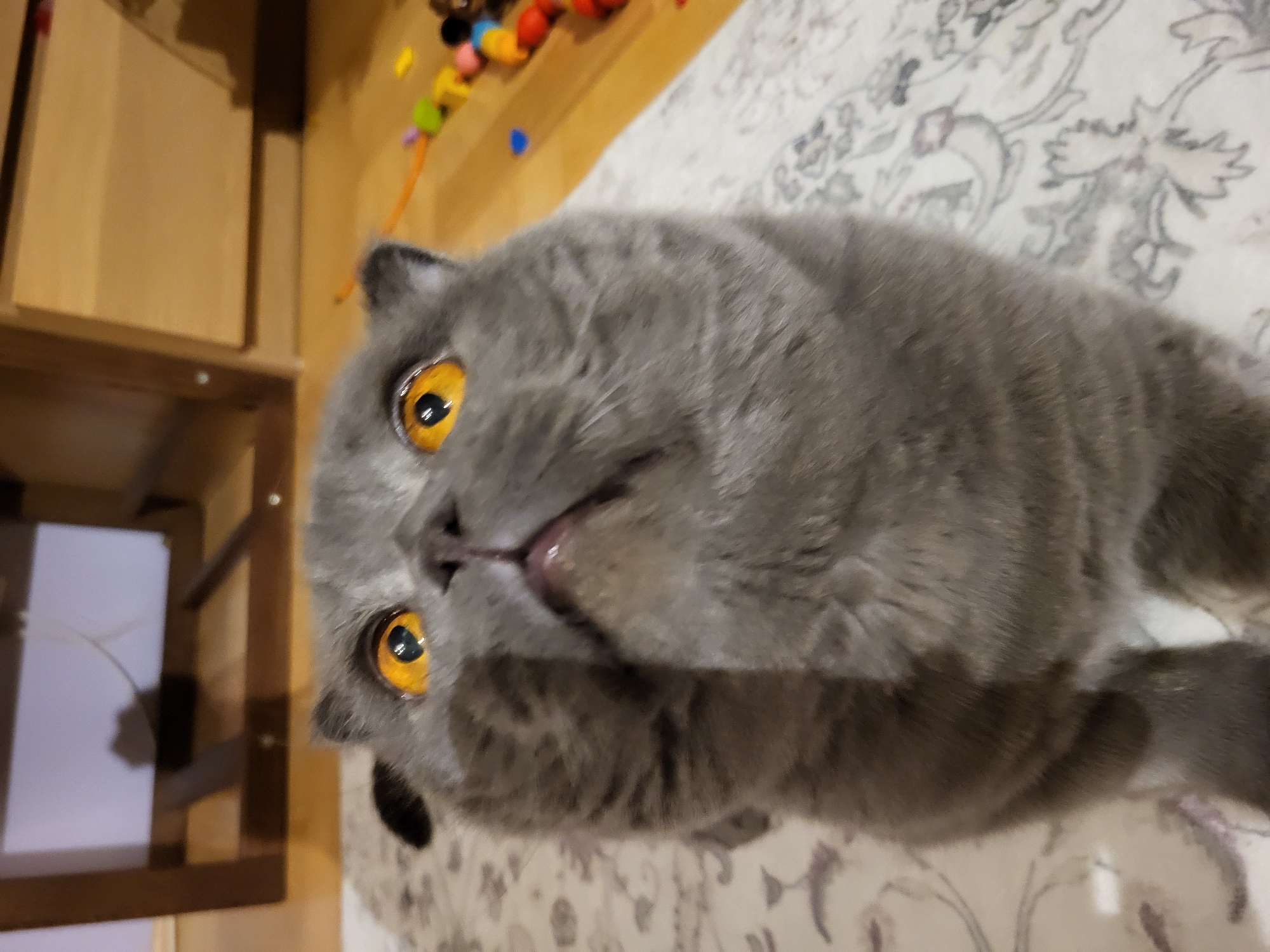 A grey Scottish Fold cat with bright yellow eyes is the central subject of this image. It is lying on a patterned surface, possibly a rug or blanket, with its head tilted toward the camera. The background includes a wooden shelf unit on the left side of the frame and a colorful string of toys along the top. The location is unknown.
