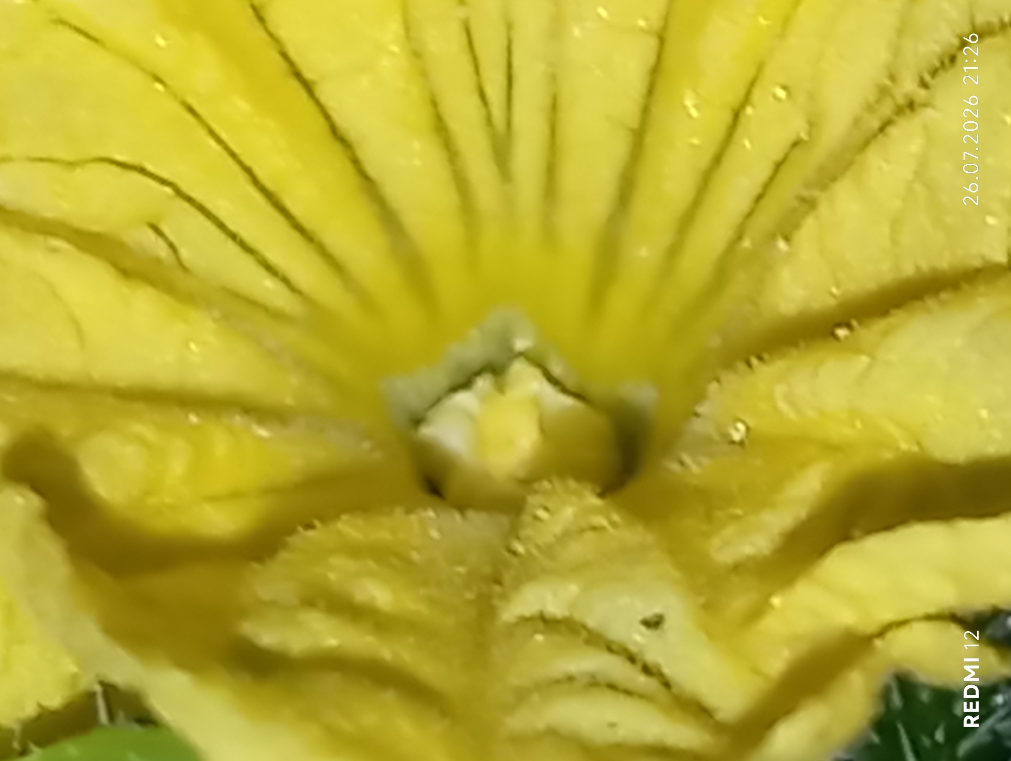 This is a close-up, abstract image of a yellow flower, possibly a zucchini blossom, with water droplets on its petals. The flower's texture is detailed, showing the fine lines and ruffled edges of its petals. The lighting highlights the dew or water on the surface, creating small, reflective points. In the bottom left corner, the text "REDMI 12" is visible, indicating the device used to capture the image. In the bottom right corner, the date and time "26.07.2026 21:26" are present, suggesting the time of capture. The image does not depict any urban environment, specific location within Smila, Ukraine, or any people or actions.