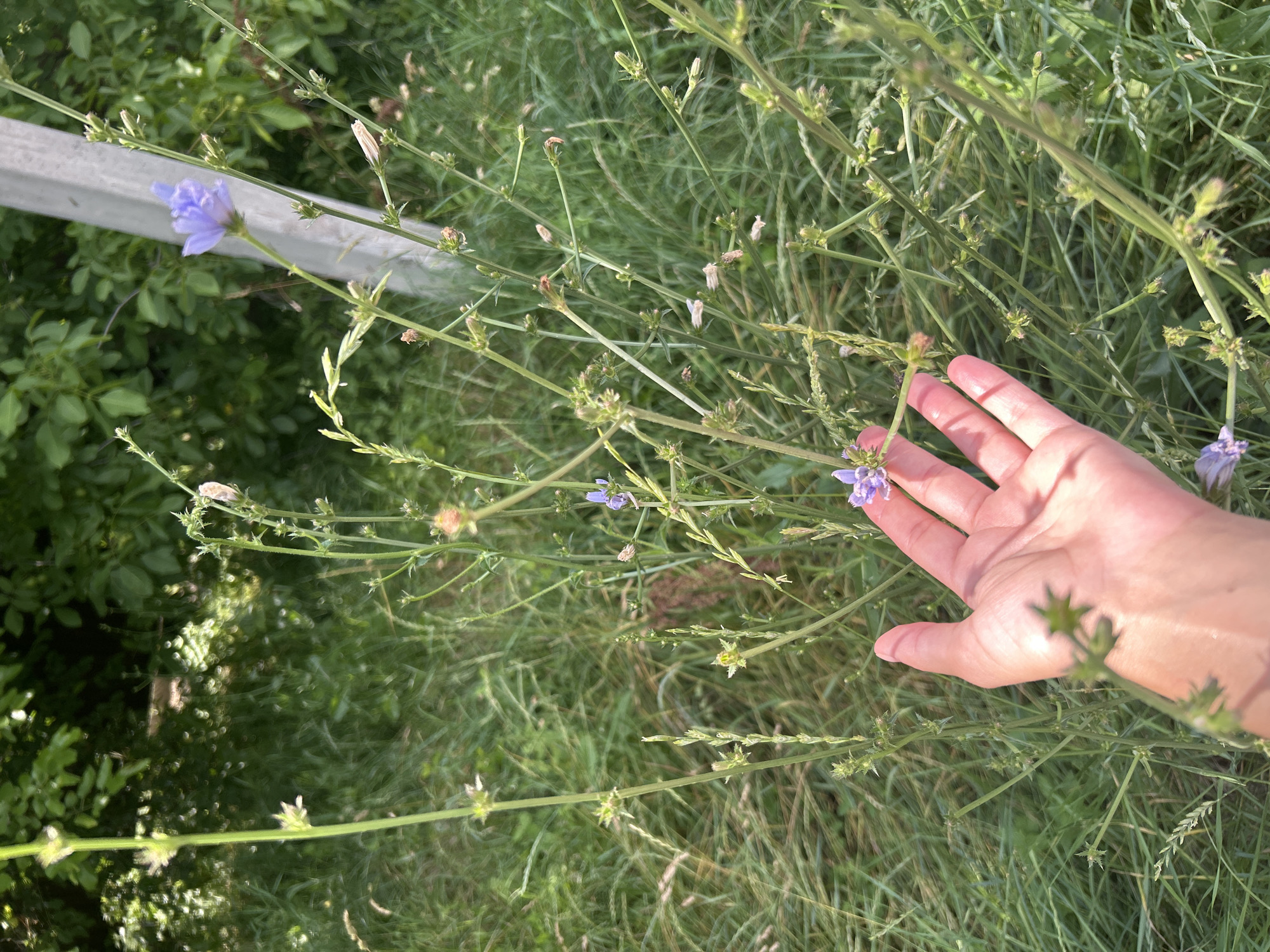 A hand is reaching out towards a small, light purple flower. The flower is growing on a tall, thin stem, surrounded by green grass and other plants. The scene appears to be outdoors, possibly in a field or meadow. The lighting suggests it is daytime, with sunlight casting shadows on the hand. There are other small buds and flowers visible on the stems, indicating a natural setting. The image is slightly out of focus, giving it a soft, natural feel. There is a hint of a light-colored wooden or metal fence in the background. The overall mood is peaceful and observational.