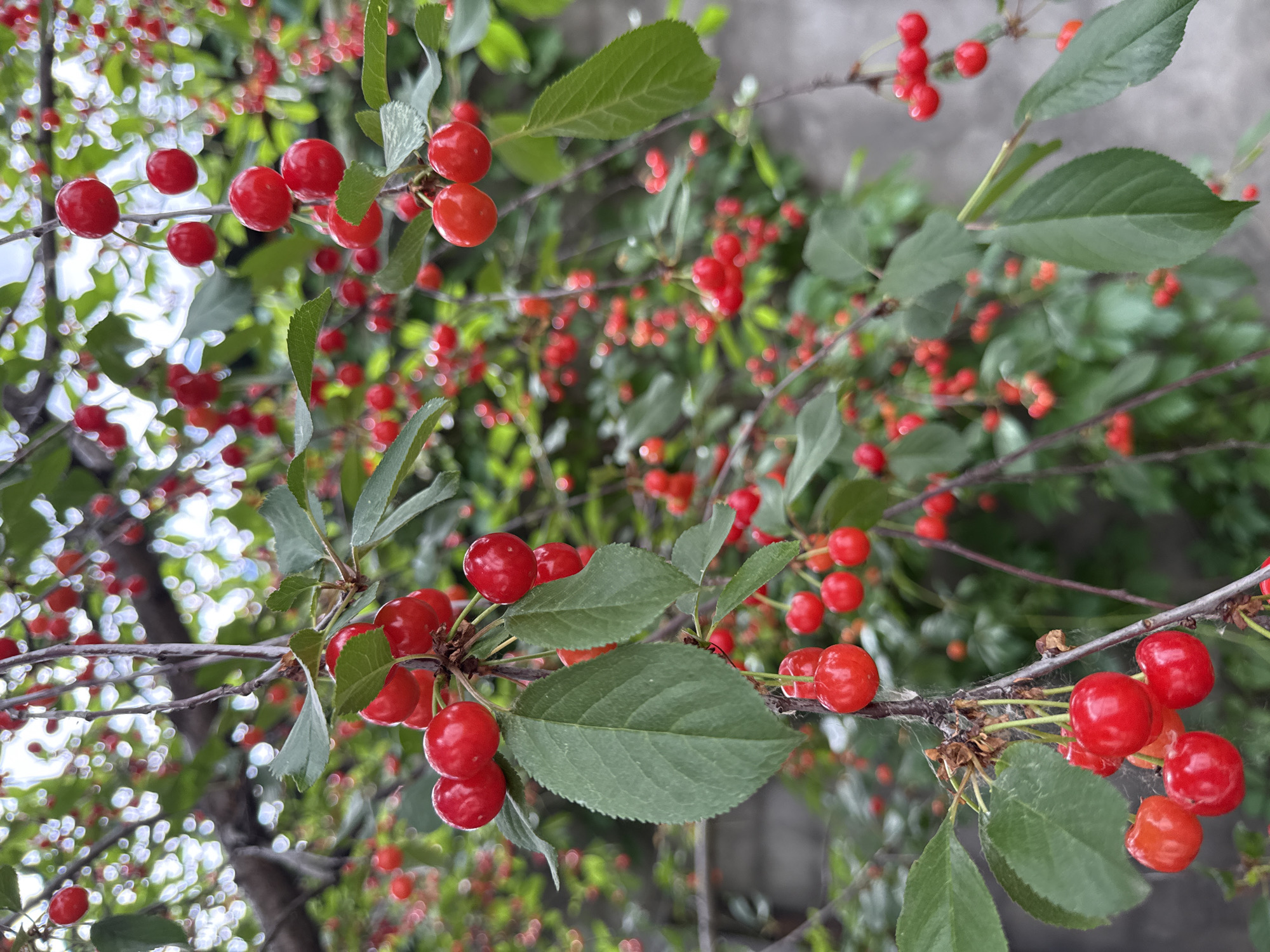 The image shows a close-up of a cherry tree branch laden with ripe, red cherries. The cherries are clustered together, some still attached to their stems, while others are more loosely distributed. Green leaves are interspersed among the fruit, providing a contrast to the vibrant red. The background is slightly blurred, revealing more branches and cherries, as well as hints of greenery and a grey, textured surface that could be a wall. The lighting suggests it is daytime, possibly overcast, as the light is diffused. The image does not contain any people or discernible actions. The scene appears to be an outdoor environment, likely a garden or park, given the presence of a fruit-bearing tree. There is no specific indication of the location being in Lipetsk, Russia, within the image itself.