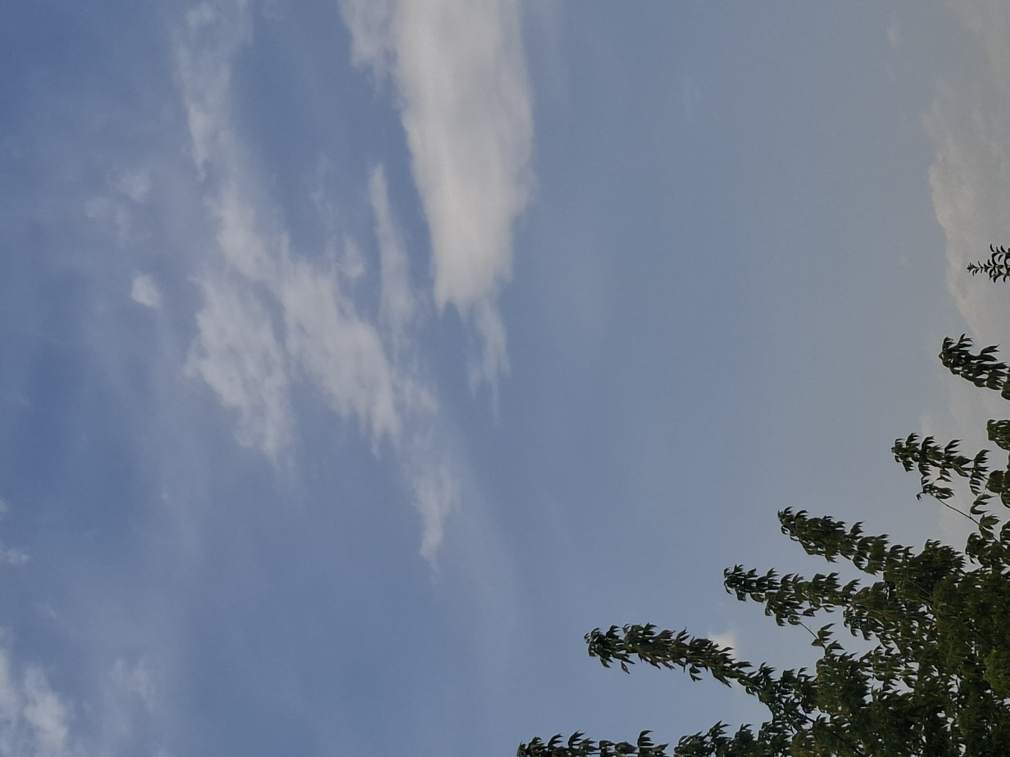 The image depicts a clear blue sky with scattered white clouds, observed from a low-angle perspective looking upwards. The lower portion of the frame is dominated by the dark green foliage of trees, with their branches reaching towards the sky. The scene appears to be an outdoor environment, possibly a park or a residential area in Almaty, Kazakhstan, characterized by natural elements rather than urban infrastructure. There are no people or specific landmarks visible. The lighting suggests daytime, with the sun likely positioned above and behind the viewer, illuminating the clouds.