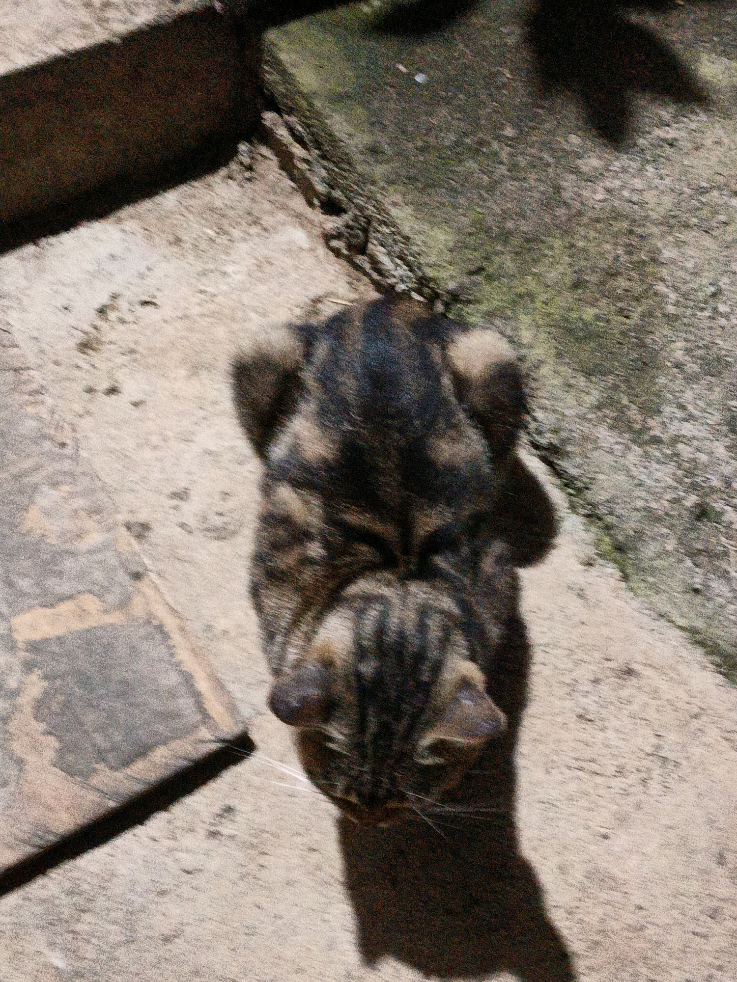 A tabby cat with brown and black stripes is seen from a bird's eye view, lying on a sun-drenched concrete surface. The cat's body is blurred, suggesting movement or a slight motion blur in the photograph. The background consists of cracked concrete and some patches of green moss or vegetation. A dark shadow is cast on the ground to the right of the cat. The image appears to be taken outdoors, possibly in a courtyard or alleyway. There are no people or other animals visible. The overall lighting suggests a bright, sunny day. The image does not provide any information about the location in the city of Cikal, Indonesia.