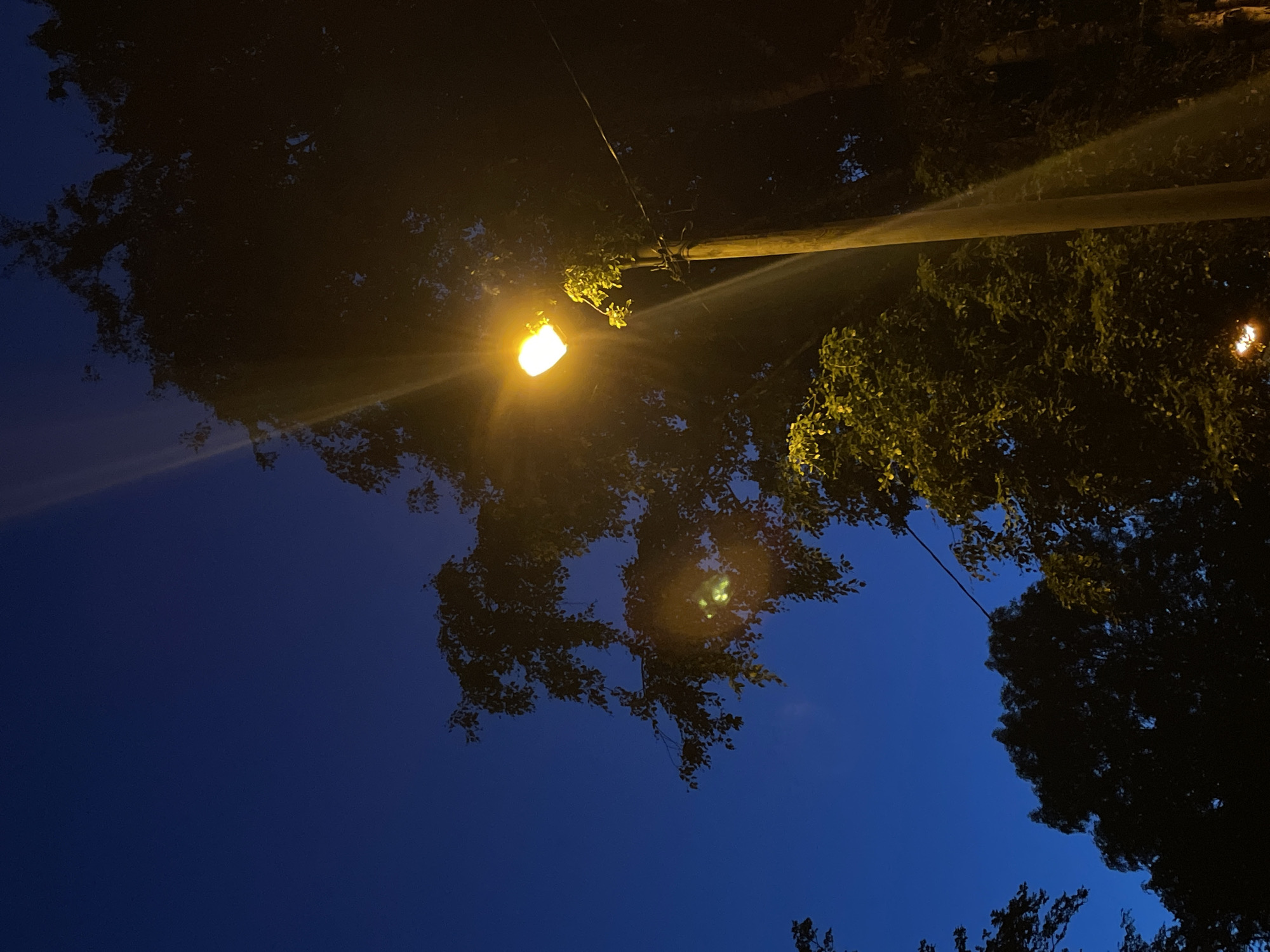 The image depicts a streetlamp illuminating a dark, leafy tree at dusk. The sky is a deep blue, with the lamp casting a warm, yellow glow that highlights the branches and foliage. The lamp post is visible to the right of the frame, and a thin wire extends from it. The scene is likely in Tallinn, Estonia, given the characteristic twilight sky and the urban setting suggested by the streetlamp. There are no people or animals visible in the image. The focus is on the interplay of light and shadow within the natural environment.