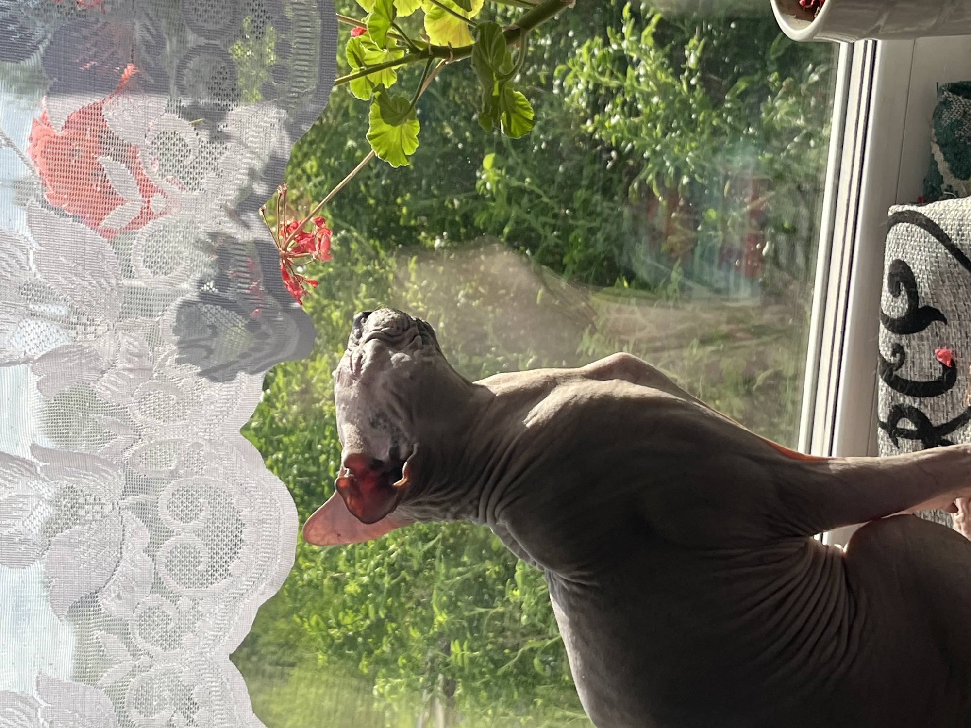A hairless cat, likely a Sphynx, is positioned near a window. The cat is partially obscured by a white lace curtain on the left. Through the window, green foliage and branches are visible. A potted plant with green leaves and red flowers hangs near the top of the window frame. To the right of the cat is a patterned cushion. The location is unspecified, however the city Nizhny Tagil, Russia is associated.