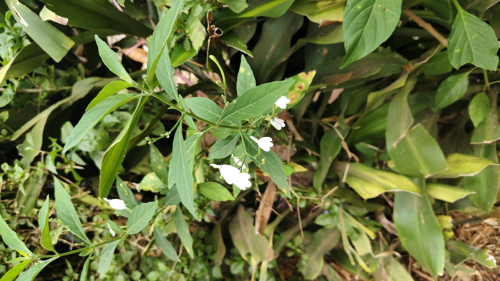 The image shows a close-up, eye-level view of green foliage with several small white flowers. The leaves are elongated and pointed, with visible veins. Some leaves are a vibrant green, while others have yellowing or brown patches, suggesting some variation in health or age. The white flowers are delicate, with multiple petals, and appear to be clustered on thin stems. The background is a dense mix of more green leaves and some dried, brown organic matter, possibly leaf litter or soil. The lighting suggests it is daytime, with soft, natural light illuminating the scene. The image was taken outdoors in an area with abundant plant life, consistent with a garden or natural landscape. Without further context, the specific location within Banyubunih, Indonesia, is not discernible from the image itself.