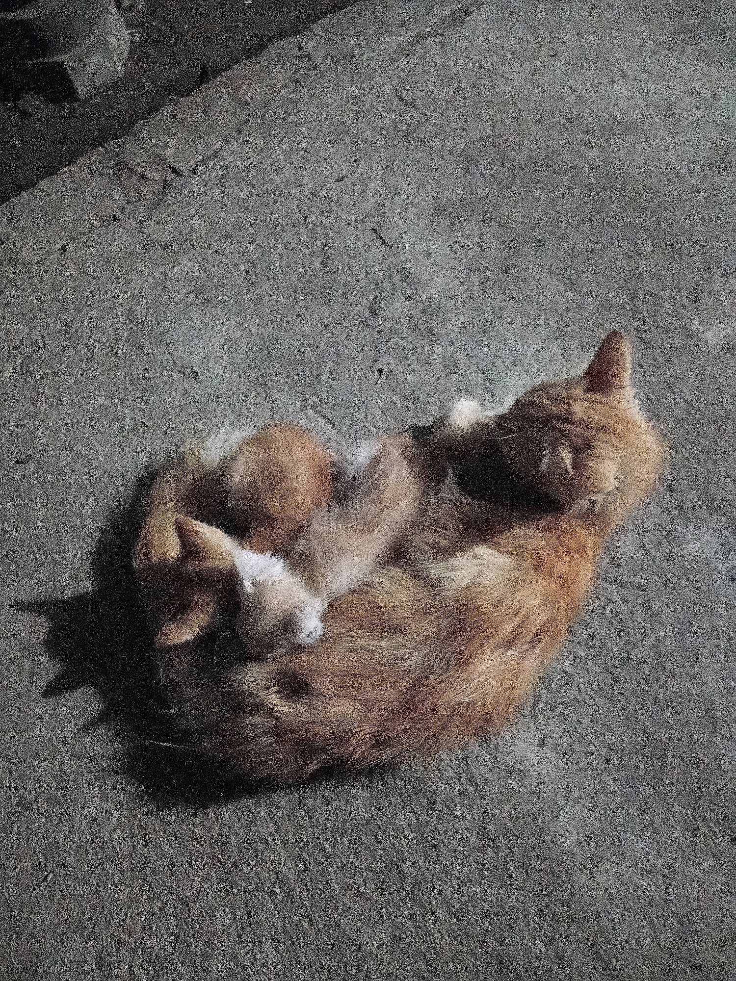 Two ginger cats, one larger and one smaller, are curled up together on a concrete surface in what appears to be an outdoor setting. The larger cat is on its side, with its head resting on its paws. The smaller cat is nestled into the larger cat's side, with its head tucked beneath the larger cat's chin. Both cats have their eyes closed and appear to be sleeping. The concrete surface is gray and textured, with some cracks and debris visible. There is a shadow cast by the cats, suggesting direct sunlight. The background is dark and out of focus, but appears to be a continuation of the concrete surface and possibly some debris or a wall. There is no indication of a specific location within Cikal, Indonesia, other than the general outdoor concrete environment.
