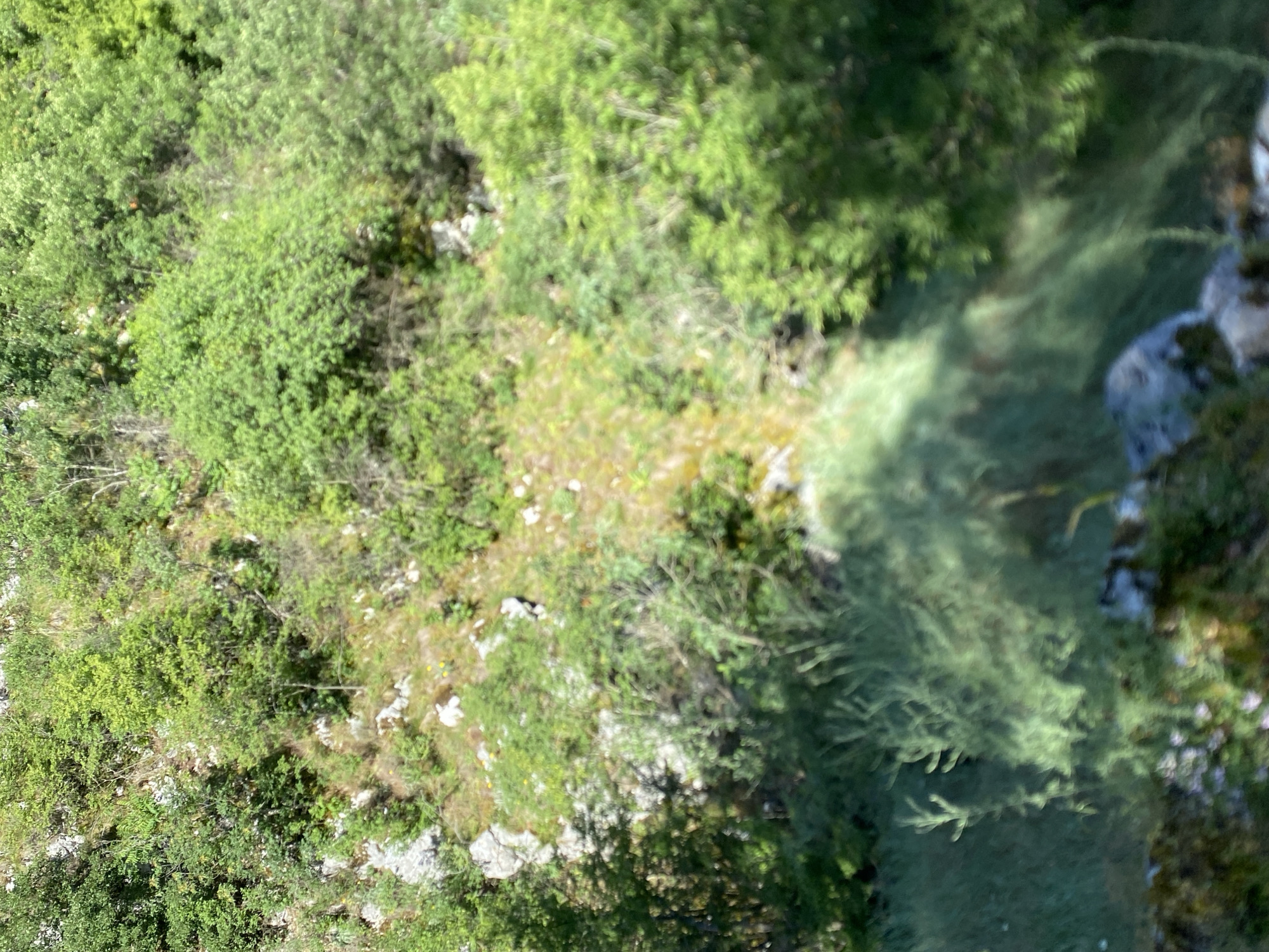 The image shows a sloped hillside densely covered with green vegetation, including trees and bushes. The terrain is rocky with some patches of dry grass and yellow flowers visible. In the foreground, the scene is blurred, but appears to show more greenery and rocks. The location is described as Градска општина Нишка Бања, Serbia, suggesting a natural, outdoor environment likely characterized by hills and rocky landscapes typical of the region. There are no people or discernible objects, nor any actions or interactions depicted.