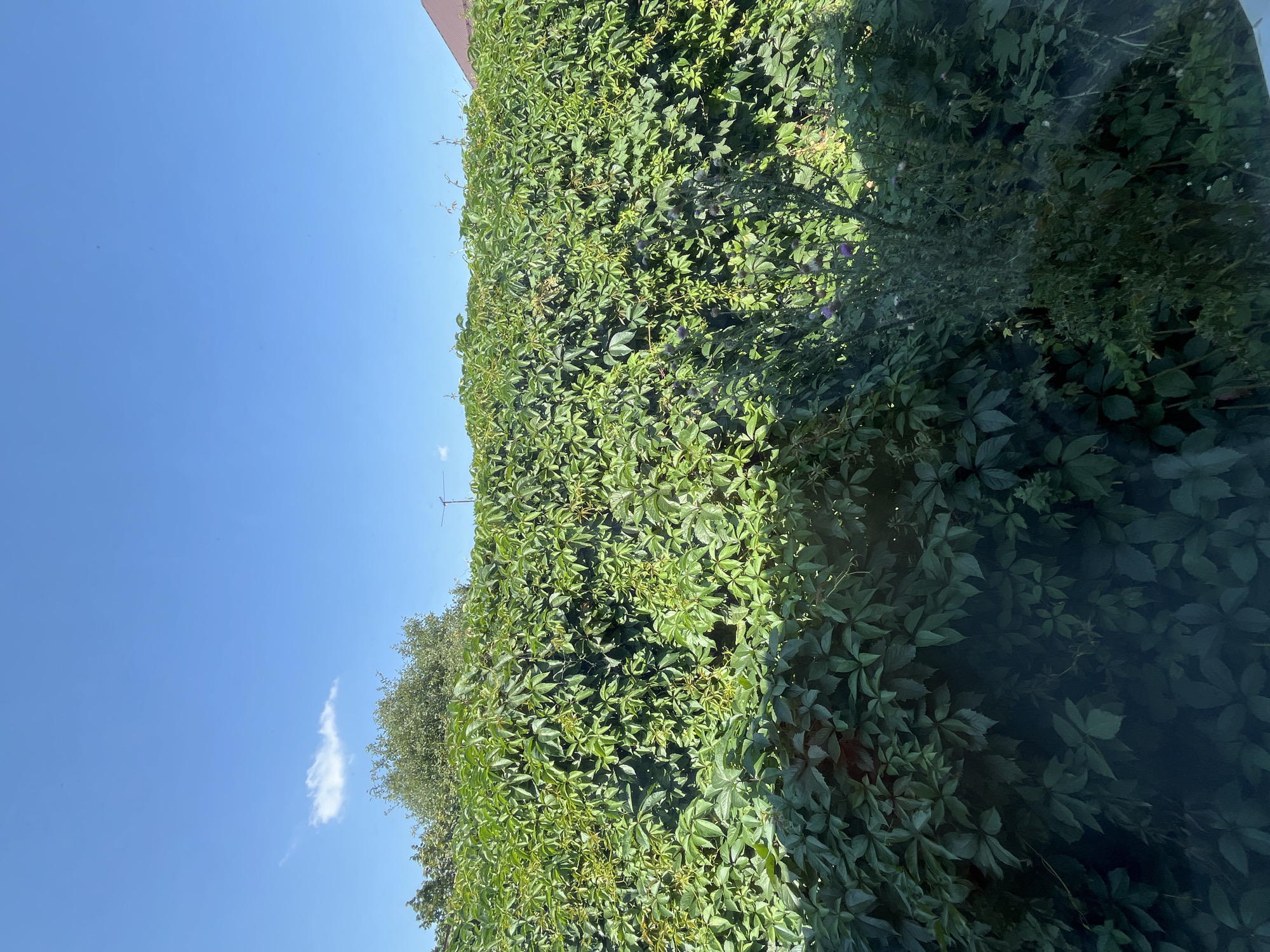 A full outdoor shot shows a dense green hedge with large ivy leaves against a clear blue sky with one small white cloud. The hedge is very thick and covers the entire frame from the bottom to just below the sky. On the right side of the hedge, a brown roof and a portion of a house are visible. In the middle of the hedge, some smaller plants with purple flowers and prickly tops are growing. The lighting suggests it is daytime, with sunlight casting shadows on the leaves. The image is likely taken from a window, as indicated by a slight reflection on the lower part of the frame. The location is identified as Saratov, Russia.