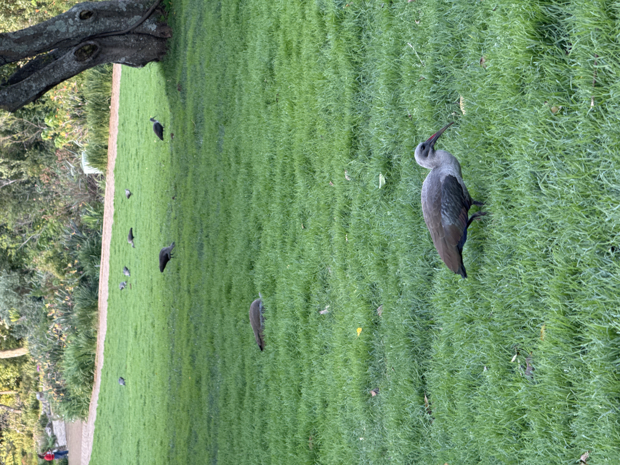 A large gray ibis with a long, curved red beak and dark wingtips walks on a lush green lawn. Several other birds, appearing to be various species of geese and ducks, are scattered across the lawn in the middle ground and background. A large tree trunk with rough bark stands to the right of the frame. In the distance, a walking path winds through planted greenery and trees. A person in a red jacket and blue jeans stands on the path in the upper left corner of the image. The scene is outdoors with natural lighting, suggesting a park or open green space. The presence of the ibis, which is indigenous to South Africa, and the general landscape suggest a location in or around Cape Town, South Africa.