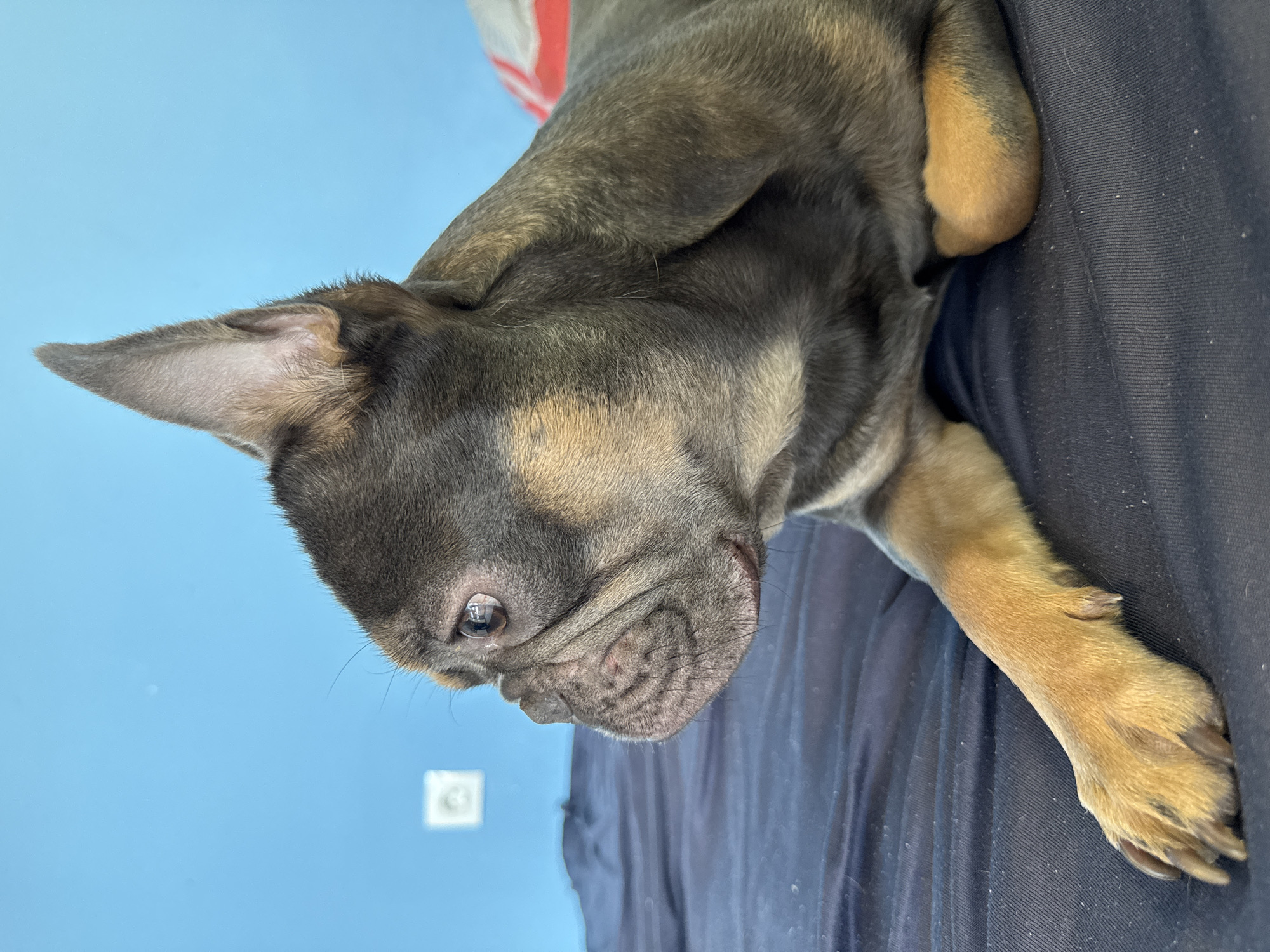 A close-up, rotated portrait features a young French Bulldog puppy with a distinctive blue-grey coat and tan markings on its face, chest, and paws. The puppy is positioned on a dark fabric surface, likely bedding or clothing, against a plain light blue wall.
The puppy's head is slightly raised and turned, with one eye looking towards the viewer, conveying a calm and curious expression. Its prominent, wrinkled snout and mouth are clearly visible, showcasing the breed's characteristic facial features. One ear is erect and pointed, standing out against the light blue background. Its tan-colored paws, complete with visible claws, rest gently on the dark fabric.
The lighting is soft and even, accentuating the texture of the puppy's fur and the subtle variations in its coat color. In the background, a small white square object, possibly an electrical outlet or light switch, is mounted on the blue wall. No human subjects or visible text are present in the image. The scene suggests an indoor setting, capturing a tranquil moment of the puppy's rest or observation.