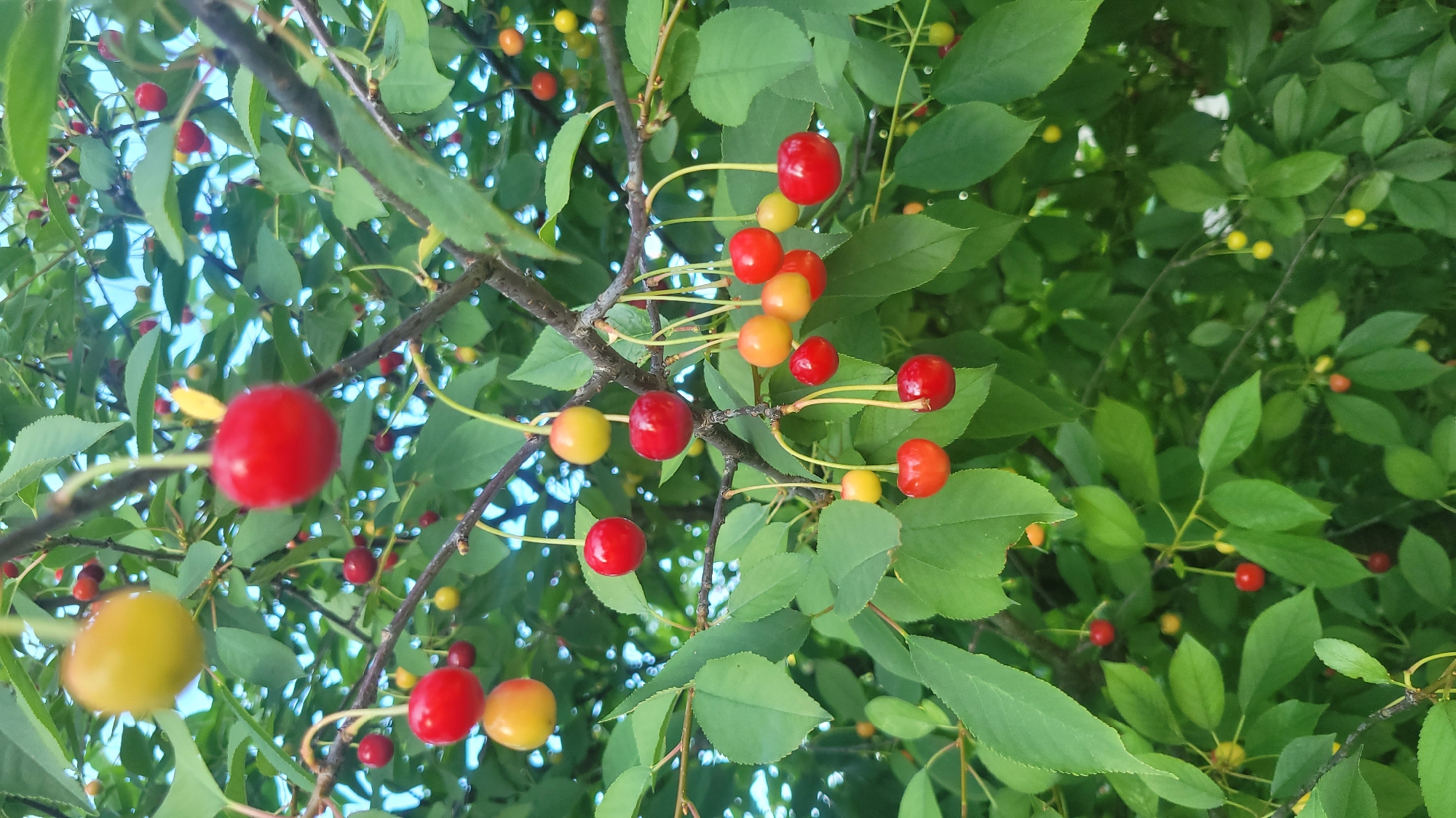 A close-up shot shows a cherry tree branch laden with ripe cherries. The cherries vary in color from bright red to yellow and are suspended from thin stems amidst lush green leaves. The background is a soft blur of blue sky and more foliage, suggesting an outdoor environment. The image appears to be taken from a medium distance, focusing on the fruit-bearing branch. No people or other subjects are visible in the frame.