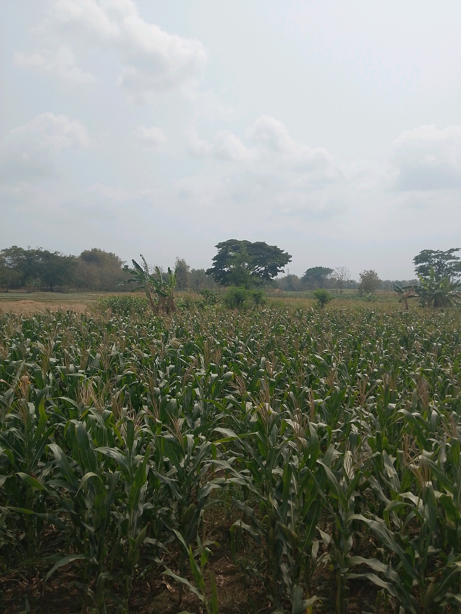 The image depicts a vast cornfield under a cloudy sky in Balepanjang, Indonesia. The foreground is dominated by dense rows of tall, green corn plants, some of which are bearing tassels. In the background, a line of trees forms the horizon, with some taller trees interspersed. A few banana plants are also visible among the corn stalks. The terrain appears to be flat agricultural land. The lighting suggests it is daytime, likely overcast or a hazy afternoon. There are no people or animals visible in the frame.