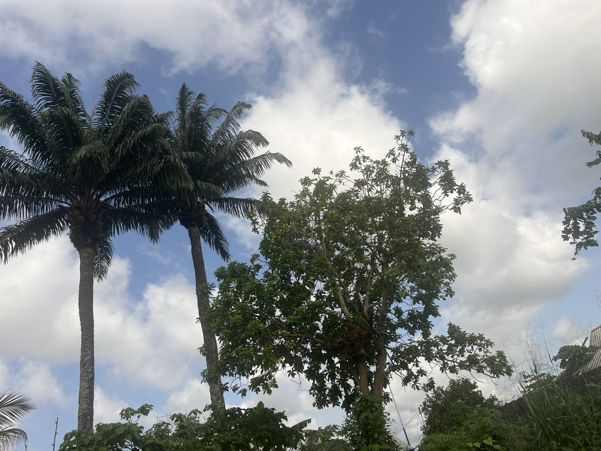 The image shows a view in Ikot Ekpene, Nigeria, featuring two tall palm trees on the left and a leafy tree on the right, all set against a backdrop of a blue sky dotted with white clouds. The vegetation below the trees is dense and green. There are houses and vegetation in the background on the right.