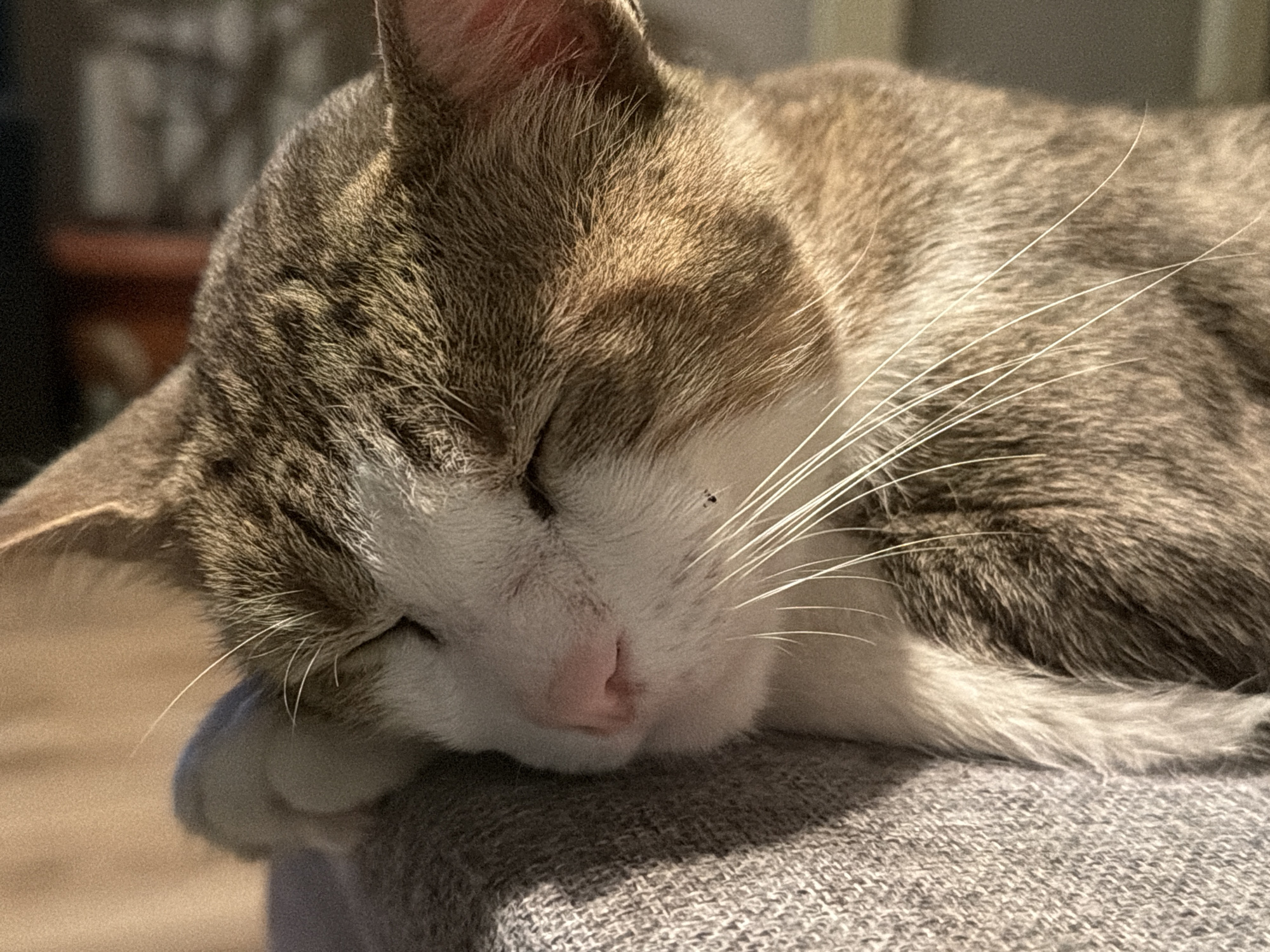 A close-up, head-on, eye-level shot shows a tabby cat sleeping peacefully. The cat is lying on its side, with its head resting on a textured, gray surface, possibly a blanket or cushion. Sunlight falls across the cat's face, highlighting its closed eyes, pink nose, and long white whiskers. The background is softly blurred, with hints of warm-toned surfaces and darker, out-of-focus objects, suggesting an indoor setting. There are no people or other animals visible in the image. This scene could be located in Krumovgrad, Bulgaria, within a home or a similar domestic environment.