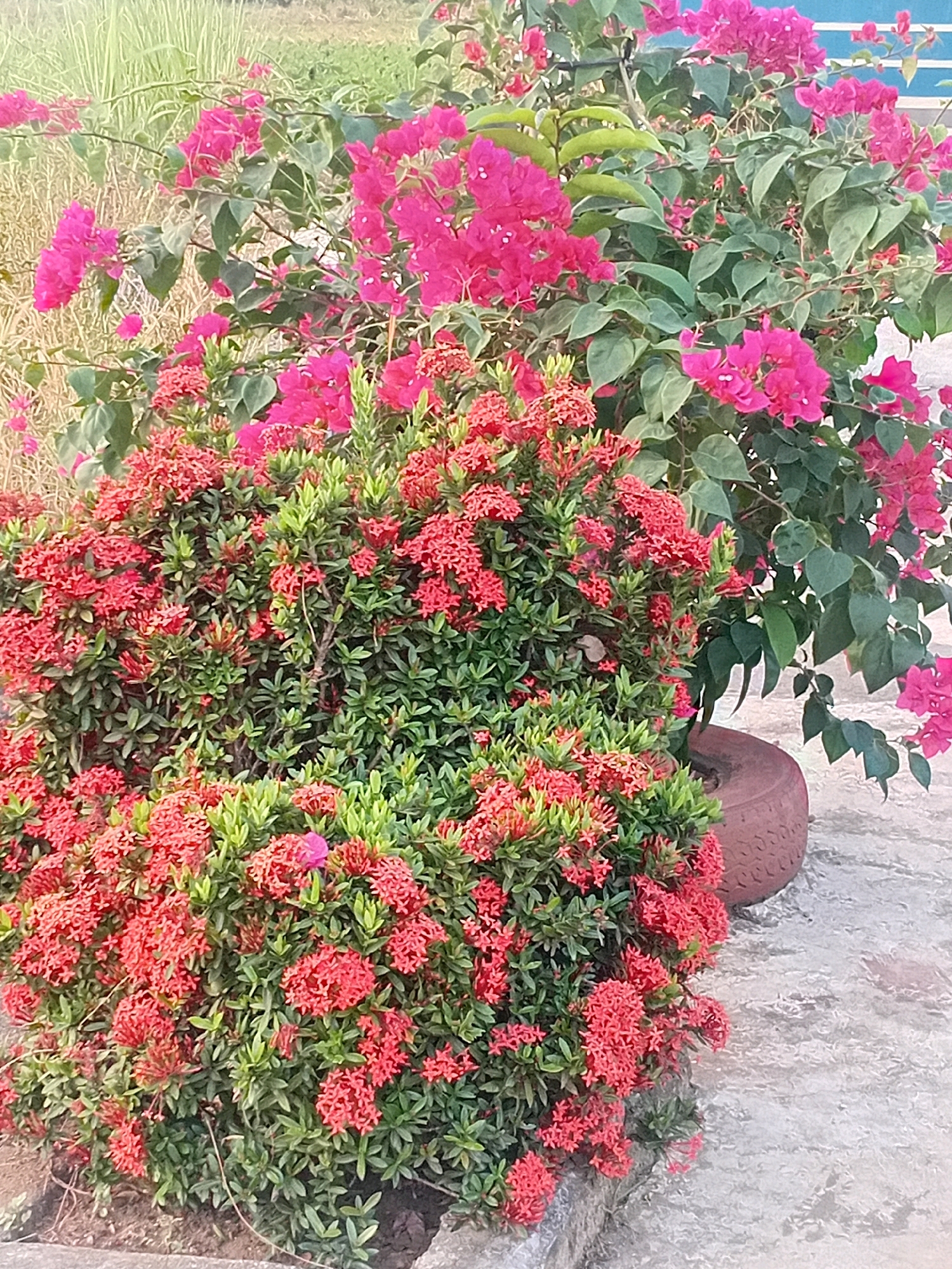 This image depicts a close-up view of a vibrant garden scene, featuring two prominent flowering plants. In the foreground, a dense bush of bright red Ixora flowers, also known as "Soka" in Indonesia, stands prominently. These flowers are clustered in tight, star-shaped formations, interspersed with lush green foliage. To the right and slightly behind the Ixora, a larger plant with abundant pink Bougainvillea flowers cascades. The Bougainvillea displays papery bracts in a rich magenta hue, with some greenery peeking through.
The plants are situated outdoors, with a textured, light-colored ground surface in the lower half of the image, suggesting a patio or walkway. To the far right, a portion of a reddish-brown, round planter is visible, adding to the garden setting. In the background, out of focus, is a hint of dry, reedy vegetation, possibly indicating a natural or less cultivated area bordering the garden. A faint suggestion of a light blue structure can be seen in the upper right corner. There are no people or animals present in the frame. The lighting appears to be natural daylight, casting soft shadows and highlighting the vivid colors of the flowers.
This scene is consistent with what one might find in a garden within the city of Purworejo, Indonesia, where tropical flowers like Ixora and Bougainvillea are commonly cultivated and enjoyed for their beauty.