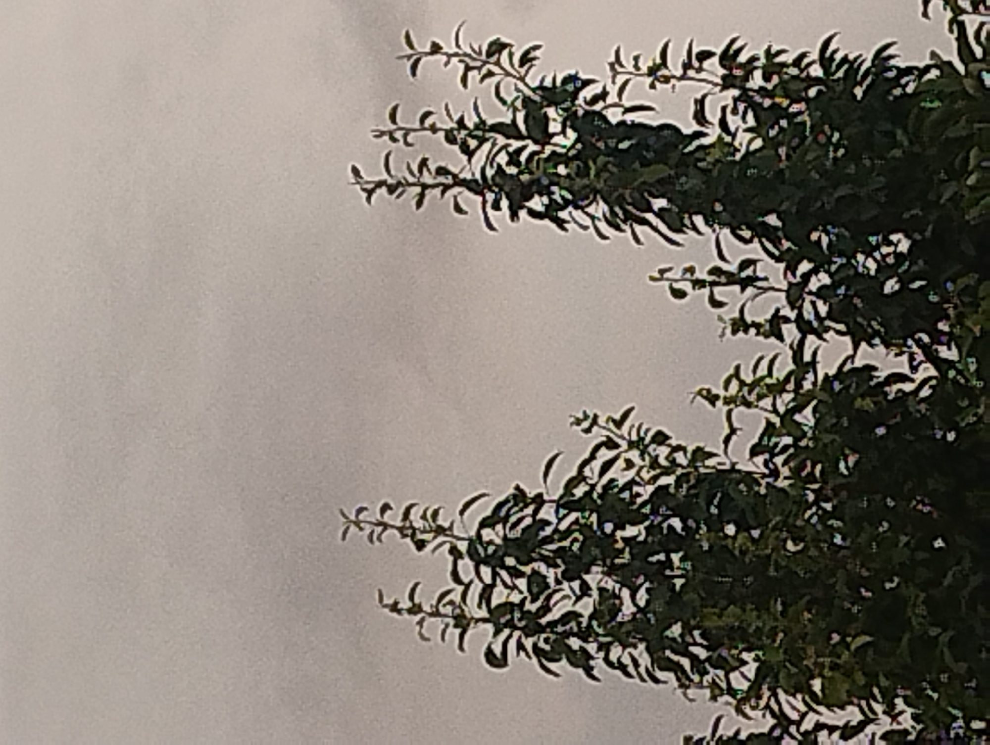 Two dark green trees with thin branches and sparse leaves are visible against a light gray, overcast sky. The trees are positioned on the left and right sides of the image, with their tops reaching towards the upper half. The leaves are small and pointed, and some of the branches are bare. The overall lighting is dim, suggesting it is either early morning, late evening, or a cloudy day. There are no people or other objects in the scene.