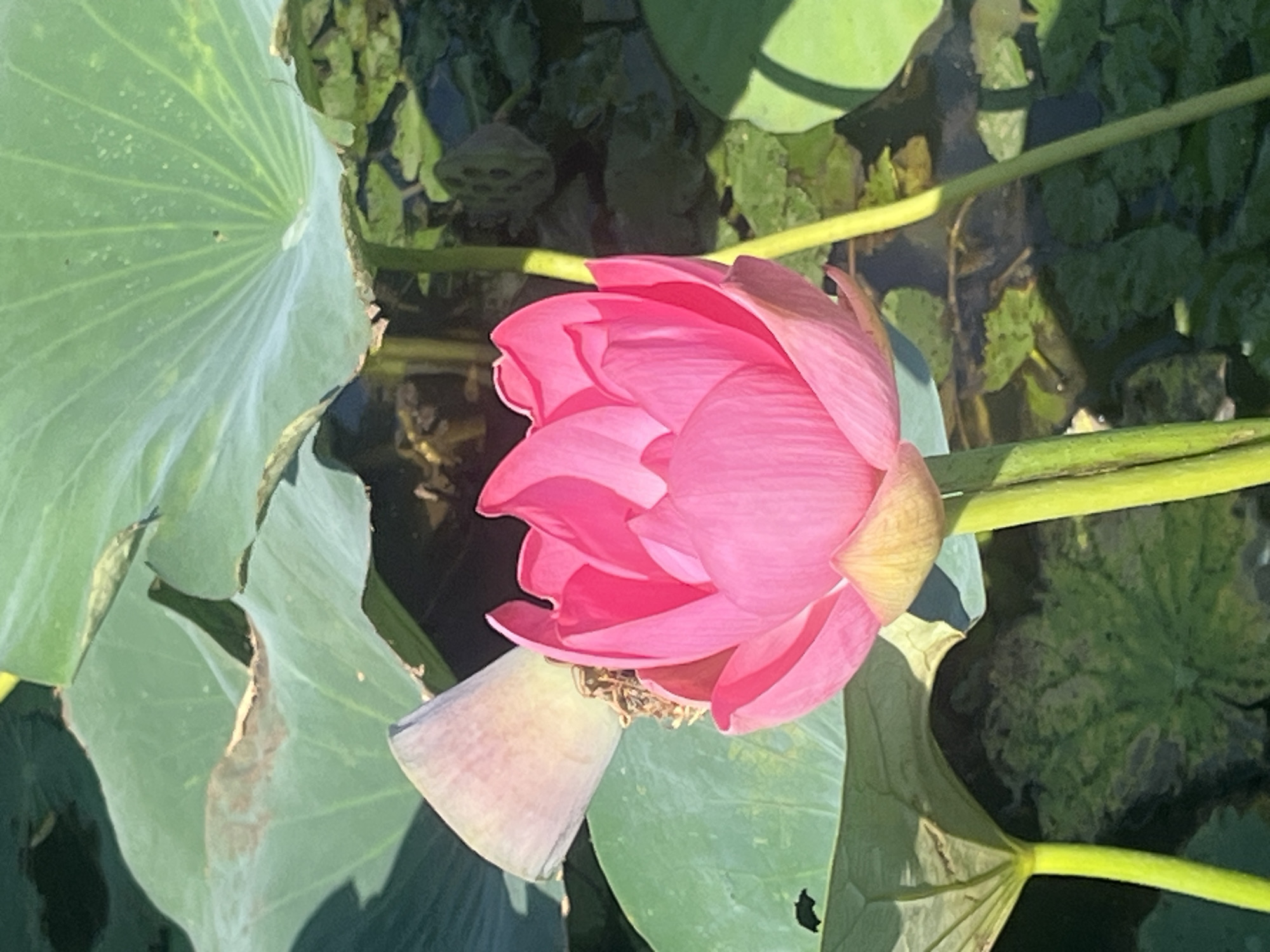 A close-up shot captures a bright pink lotus flower in full bloom, its petals unfurling to reveal a fuzzy yellow center. The flower is surrounded by large, vibrant green lily pads, some with brown, dry edges. The water below is dark and murky, with hints of green vegetation. The lighting suggests it is a sunny day, casting shadows across the scene. The image is taken from a slightly low angle, emphasizing the flower's upward growth.