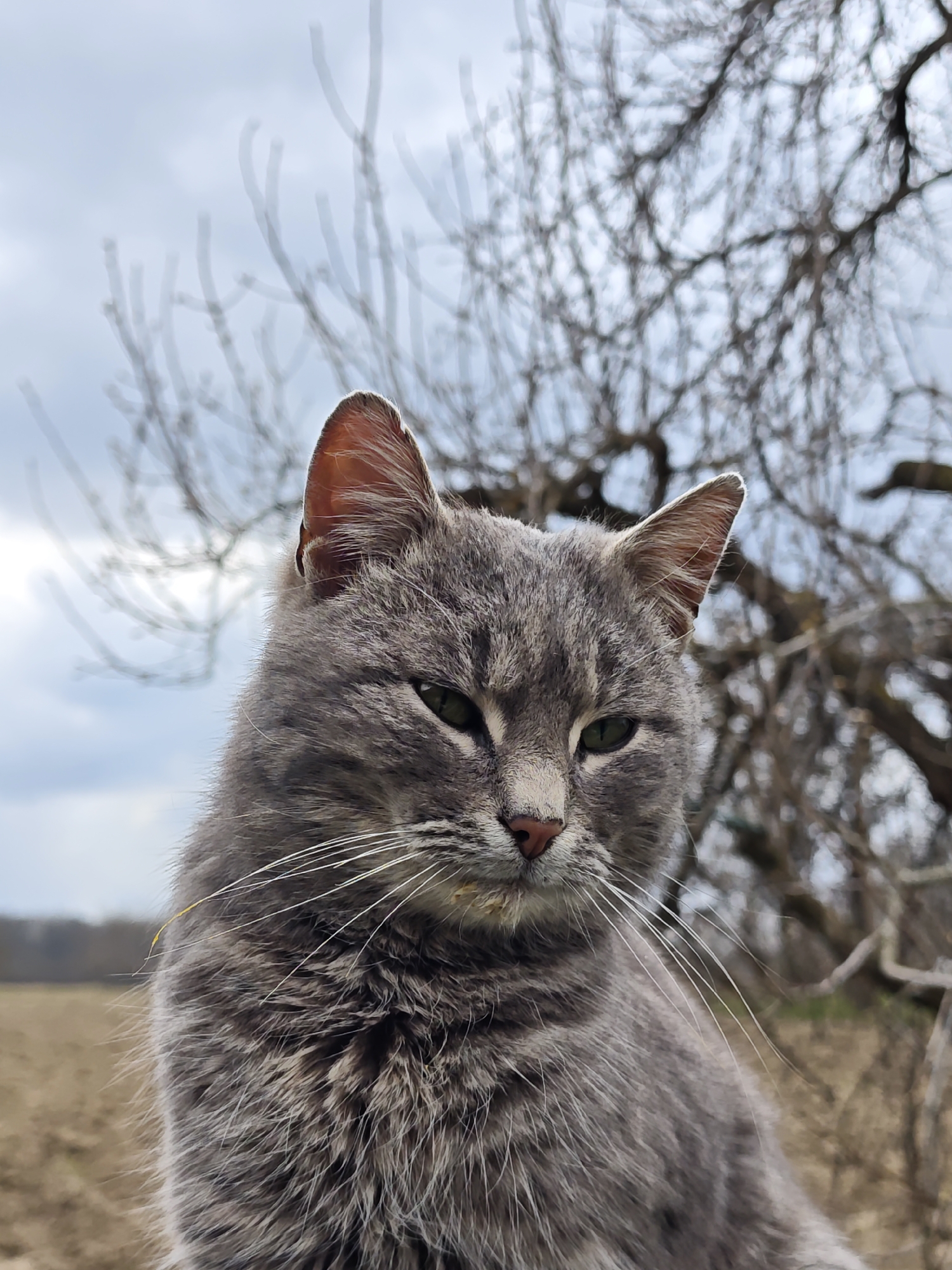 A gray cat with green eyes sits outdoors in what appears to be a rural setting, possibly in Parkhomivka, Ukraine. The cat is positioned in the foreground, with a blurred field and trees without leaves visible in the background. The sky is overcast. The cat has white whiskers and a pink nose. Some debris is visible near its mouth. The photo is taken at a close-up angle, highlighting the cat's face and fur.
