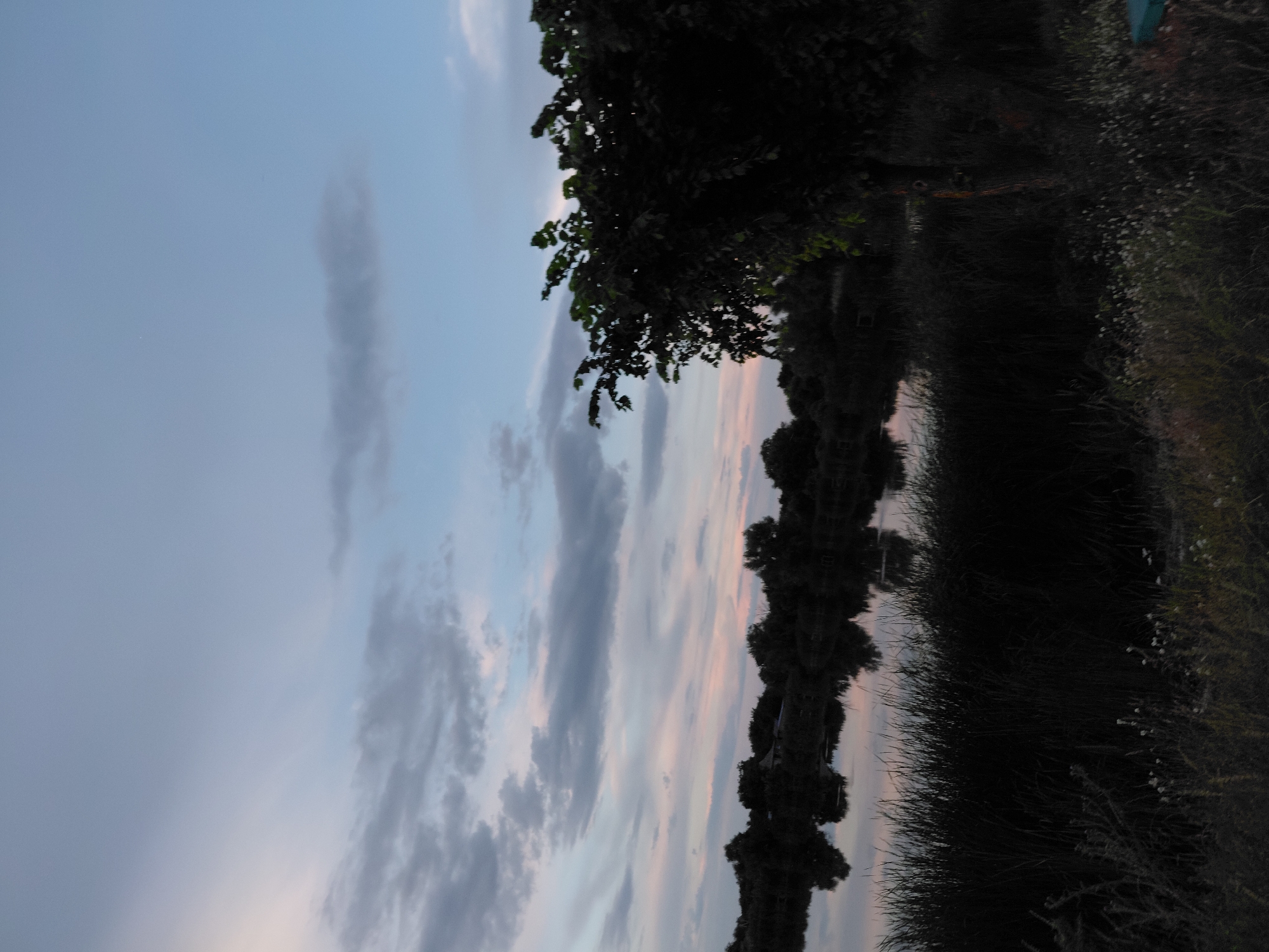 The image depicts a landscape scene, oriented vertically. The sky fills the left portion of the frame, displaying a gradient of soft blues and grays, with scattered clouds that appear wispy and elongated. Hints of pink and pale orange suggest the sky is transitioning, likely during either sunrise or sunset.
On the right side of the image, a dense line of vegetation is silhouetted against the sky. This vegetation appears to be a row of trees and tall grasses, with the trees being particularly dark and leafy. The foliage of the trees is thick, obscuring much of what lies behind them. Amongst the darker vegetation, a patch of lighter, feathery grasses with small white flowers is visible towards the bottom right, adding a textural contrast.
The overall impression is one of a natural setting at twilight. There are no visible people or specific man-made objects, aside from what might be a very faint, out-of-focus structure hinted at in the dark masses of vegetation. The scene conveys a sense of calm and natural beauty, with the soft lighting of the sky setting a serene mood. The vertical orientation of the image emphasizes the height of the trees and the expanse of the sky.