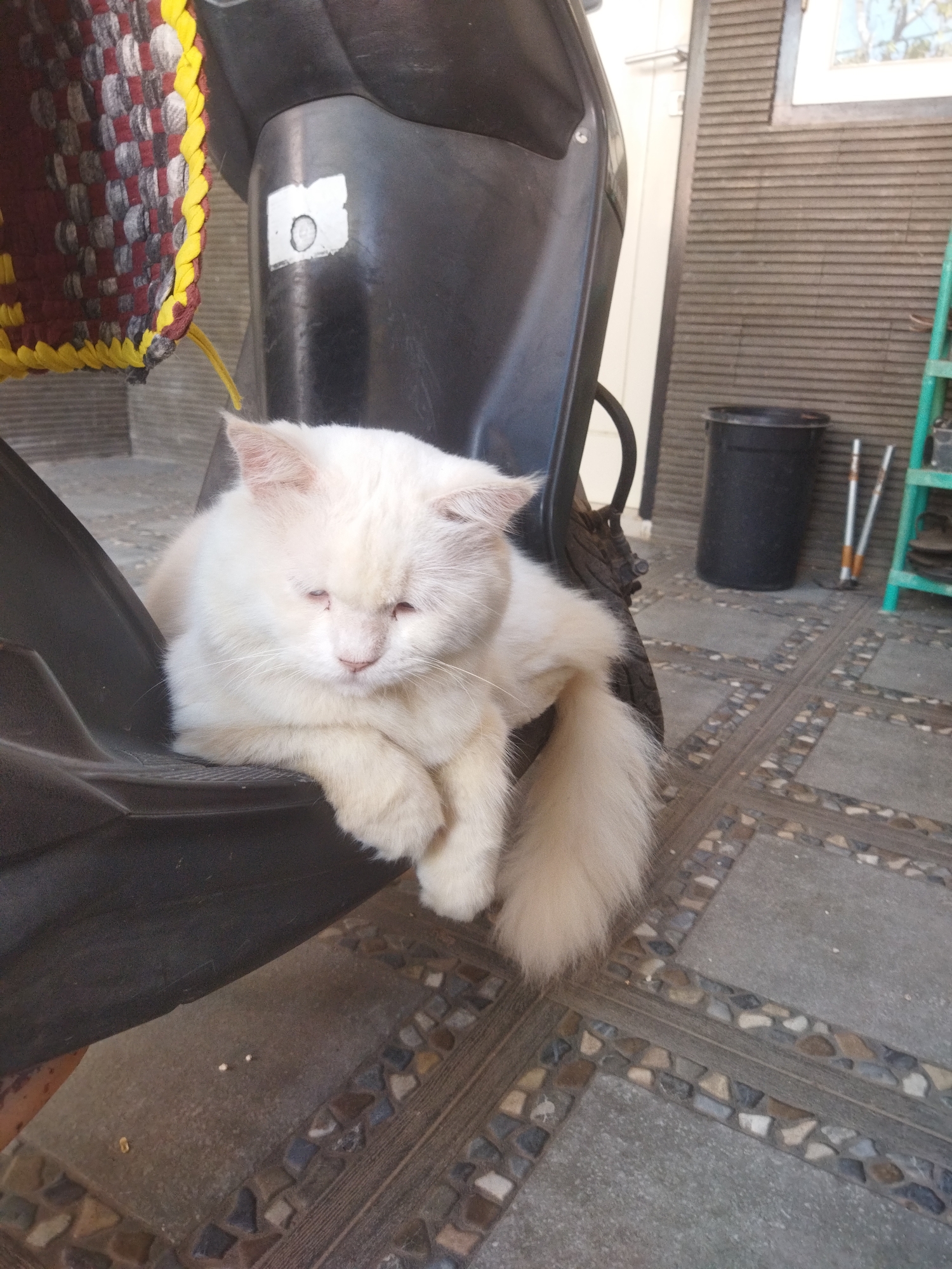 A white cat with amber eyes sits on a dark gray motorcycle seat. The cat is facing forward and down, with its eyes partially closed. Its tail is curled around its body. The motorcycle is parked on a paved patio, with a patterned tile border. In the background, there is a black trash can, a green ladder, and a building with a corrugated metal siding. The scene is outdoors and appears to be in a residential area. The specific location in Banjar, Indonesia, cannot be determined from the image alone.
