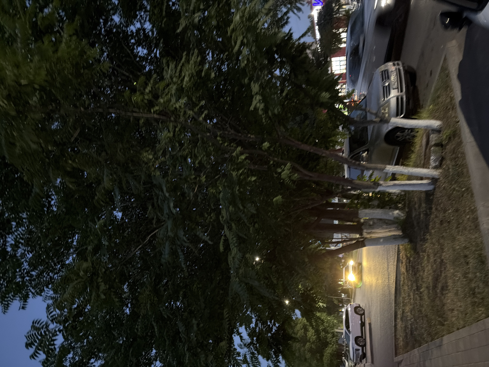 The image depicts a street scene at dusk or night, likely in Shymkent, Kazakhstan. Dominating the foreground is a large, leafy tree with dark green foliage, its branches extending across the frame. The tree trunks appear to be painted white at their bases.
Beyond the tree, several cars are parked along the side of a paved road. One car in the mid-ground is a silver SUV with its headlights illuminated, casting a warm glow on the asphalt. Another white car is visible further down the street. In the background, there are glimpses of buildings, possibly shops or restaurants, with some illuminated windows and signage, though the text is not legible.
The sky is a deep blue, indicating it is either twilight or nighttime. There are streetlights visible, contributing to the illuminated ambiance. The ground alongside the road consists of grass and a paved walkway. The overall scene suggests a quiet urban or suburban environment after sunset. There are no people visible in the image, and the focus is on the natural element of the tree juxtaposed with the man-made elements of the parked cars and street.