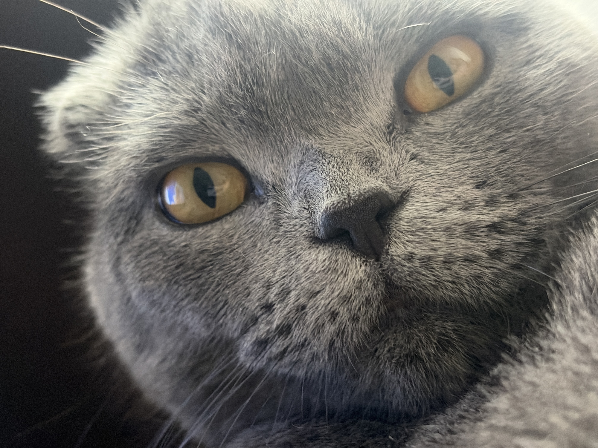 A close-up photograph depicts the face of a gray Scottish Fold cat. The cat has distinctive folded ears, large, amber-colored eyes with vertical pupils, and a dark gray nose. Its fur is dense and plush. The background is dark and out of focus. There is no indication of the location being Saint Petersburg, Russia, or any other location.