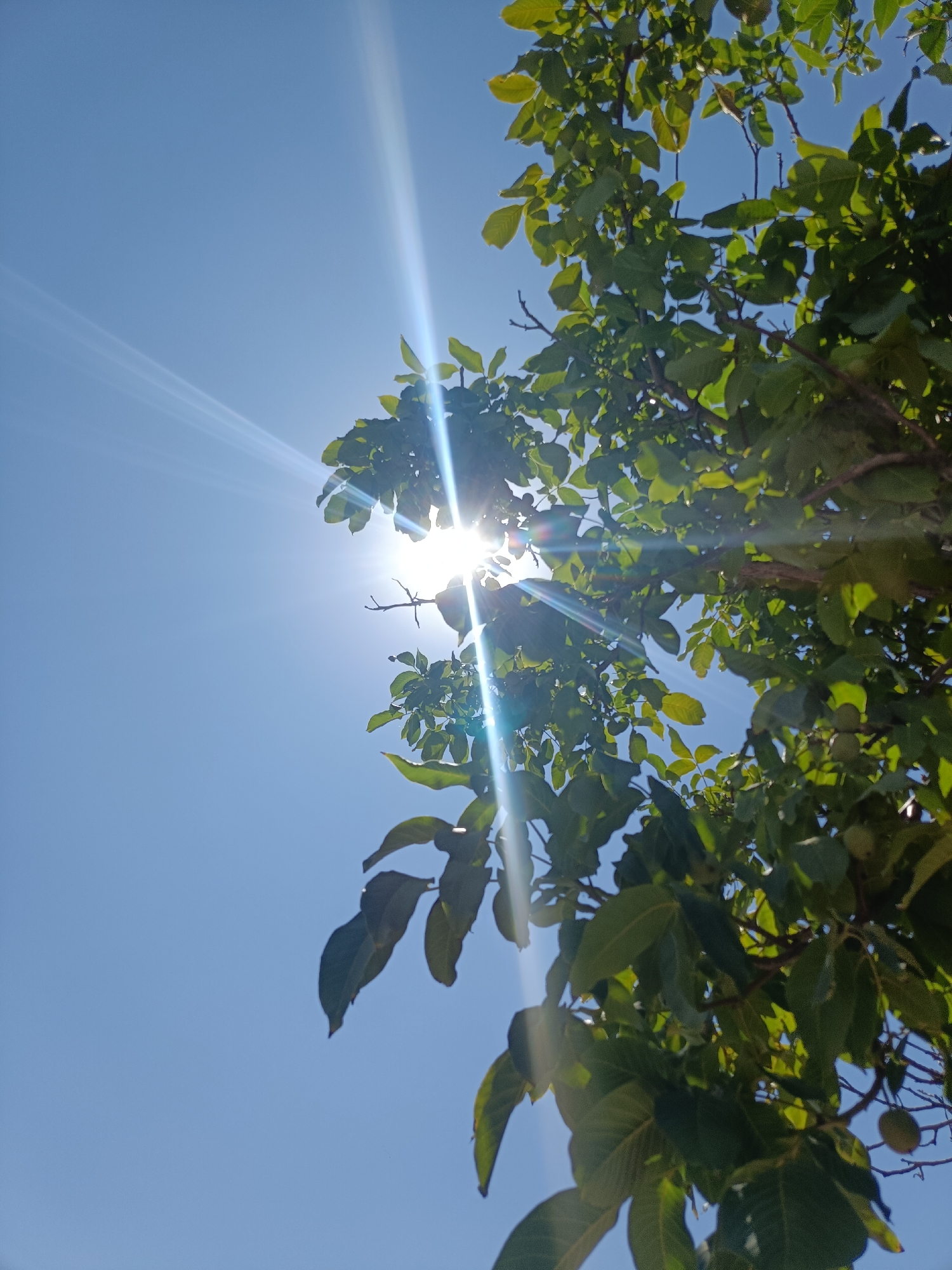 A low-angle, full shot captures a clear blue sky with a bright sun peeking through the leaves of a tree. The sun is positioned in the upper center of the frame, creating a lens flare that extends across the image in streaks of light. Green leaves and branches of the tree fill the right and upper portions of the frame, obscuring some of the sky. Several green fruits, possibly walnuts, are visible hanging from the branches. The overall impression is of a sunny day in an outdoor environment.