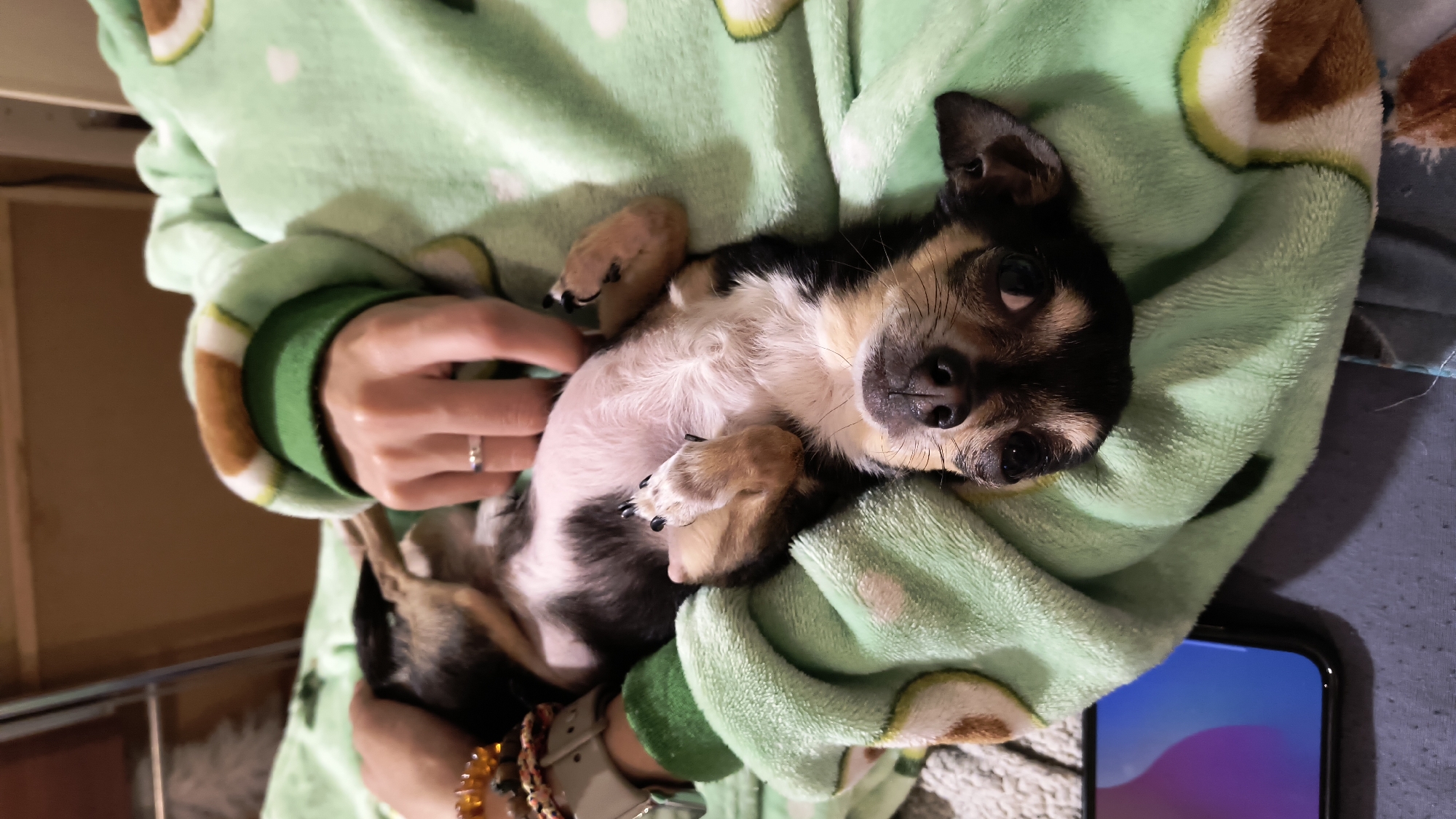 A person wearing a light green, avocado-patterned, plush sweatshirt is holding a black, tan, and white Chihuahua-like dog. The dog is laying on its back in the person's arms. The person is wearing a wrist watch and a ring. A dark, out-of-focus smartphone is partially visible in the lower right corner of the frame. The location is not discernible, but it is not in Sofia, Bulgaria.