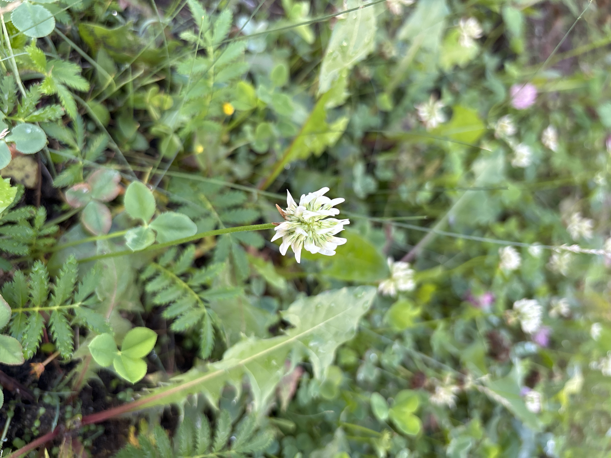 The image is a close-up, slightly blurry shot of a white clover flower in a patch of grass. The flower is in the center foreground, with its white petals radiating outwards. The surrounding environment is a lush green area with other clover plants, some appearing pink in the background, and tall blades of grass. There are also some broader leaves, possibly from dandelions, interspersed throughout. The lighting suggests it is daytime, and the overall impression is of a natural, somewhat overgrown outdoor setting, possibly a park or a lawn in Blagoveshchensk, Russia. There are no people or animals visible in the image, and no specific actions are being depicted.