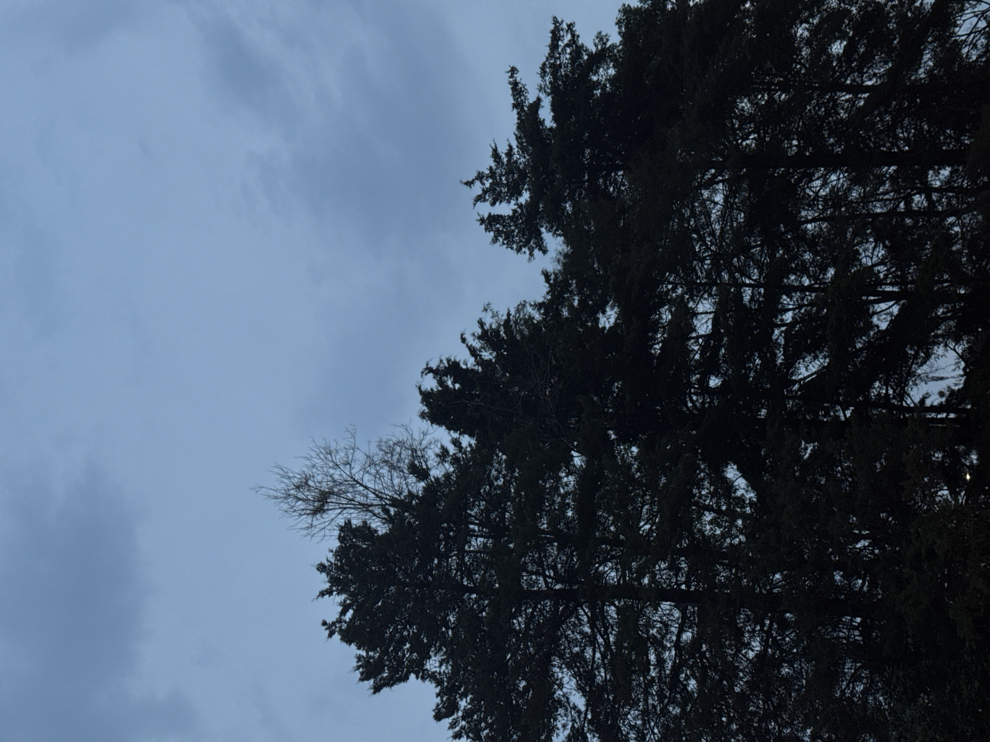 The media file presents an outdoor scene looking upwards at a dense, dark evergreen tree silhouetted against a cloudy sky. The tree's intricate network of branches and foliage occupies the right and lower portions of the frame. Its dark mass contrasts sharply with the lighter sky visible through the gaps in its canopy.
To the left of the main tree, a distinct, bare deciduous branch with numerous thin twigs extends, suggesting either a different tree or a section of the evergreen that has lost its leaves. The sky is a uniform blue-gray, indicating an overcast or cloudy day, with soft, indistinct cloud formations visible. The lighting is dim, contributing to the silhouette effect of the tree, suggesting it could be late afternoon, early morning, or a heavily overcast day.
There are no human figures, man-made objects, or specific activities depicted. The image is a static nature shot, capturing a moment in a natural or semi-natural environment. There is no visible text within the image. The scene is situated in Huixquilucan de Degollado, Mexico.