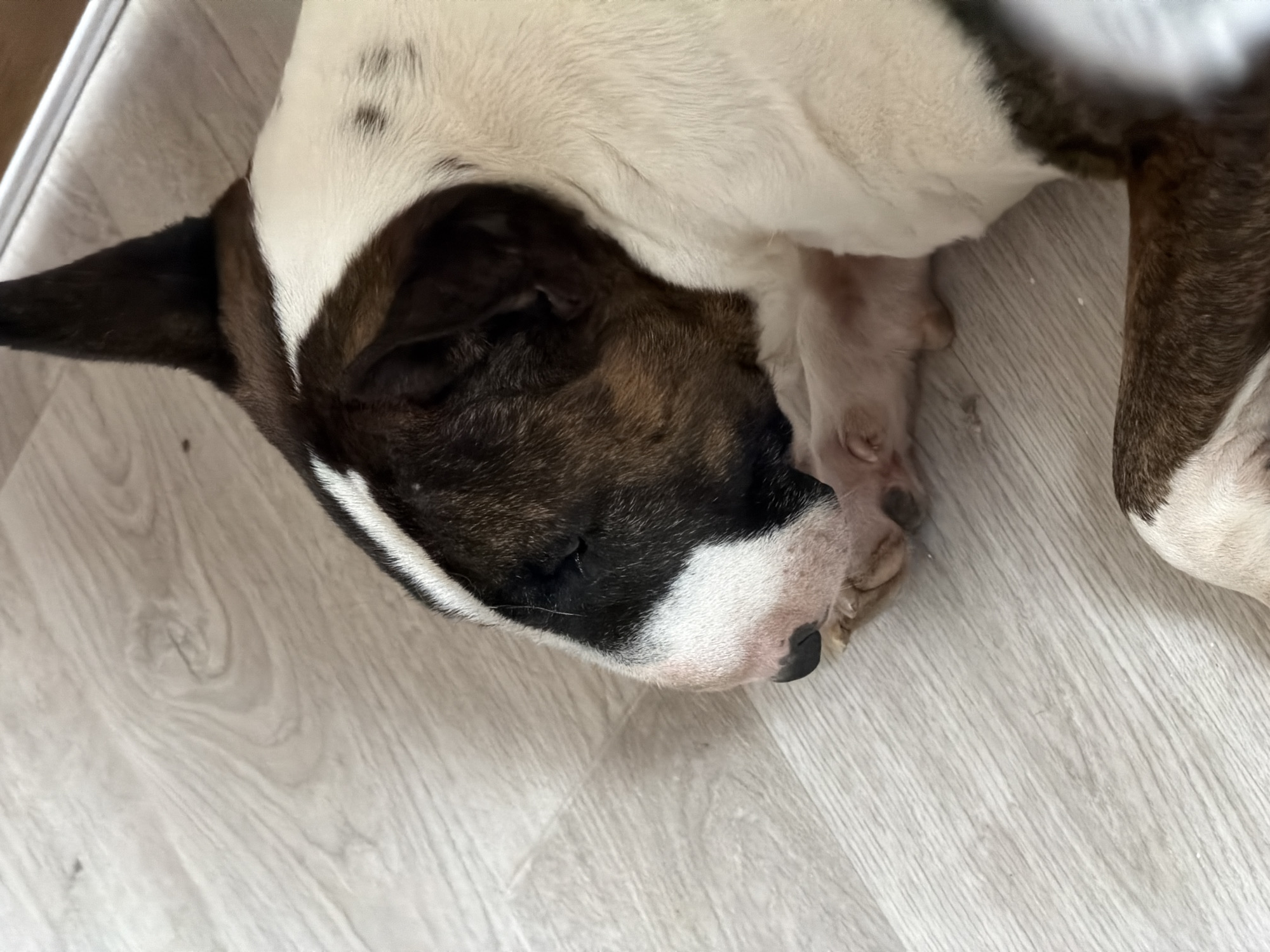 A tan and white dog is asleep on a light gray wooden floor. The dog's head rests on its front paws. The left ear is black, while the rest of the dog's head is light tan and white with brown patches.
There is no evidence this photo was taken in Chaikovsky, Russia.